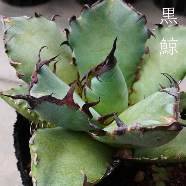 【黒鯨】アガベチタノタ　Agave Titanota Black Whale