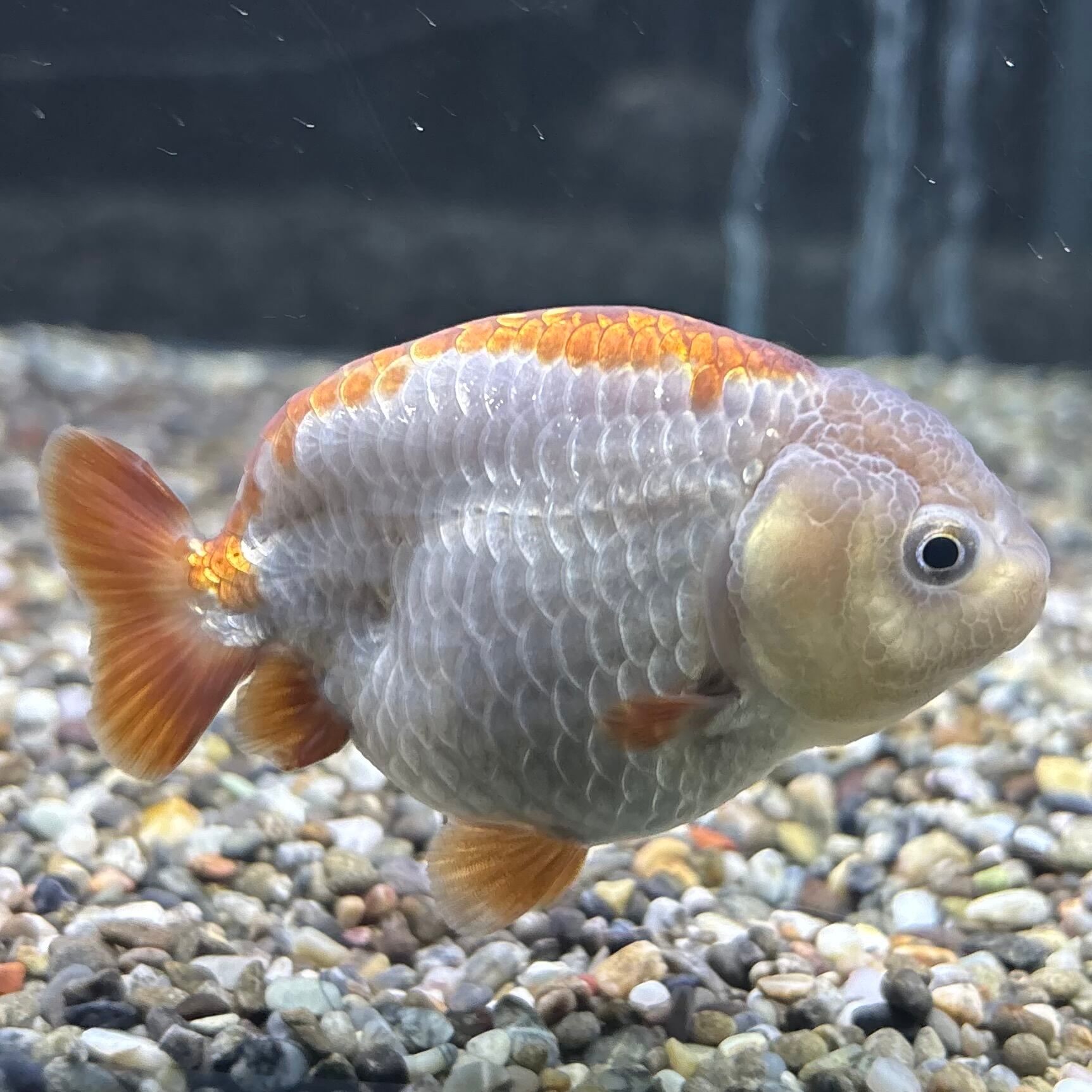 らんちゅう | 金魚・熱帯魚専門店 AquaPro.H