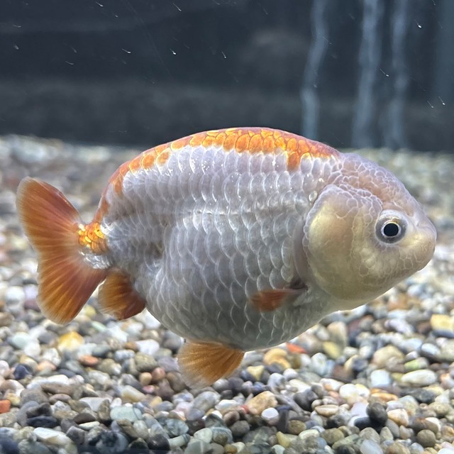 瑪瑙らんちゅう　７ｃｍ