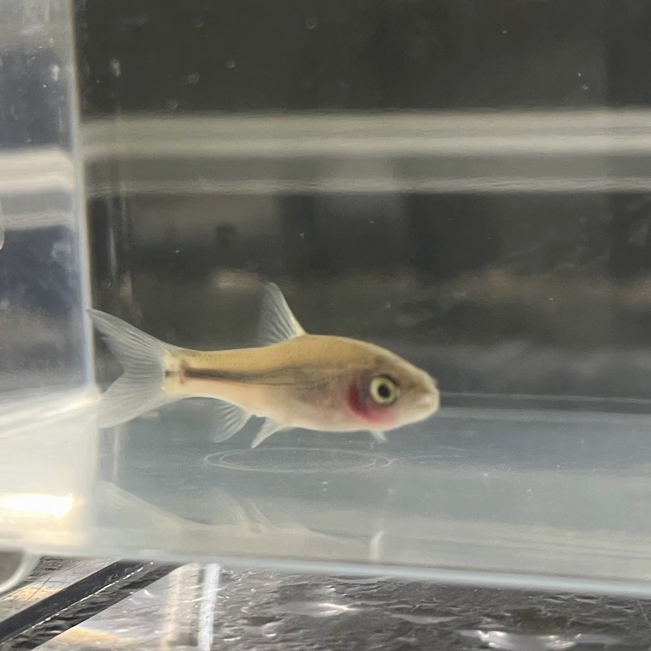 珍※（淡水魚）透明鱗タモロコ 7cm±（1匹）【生体】 | 川村淡水魚販売