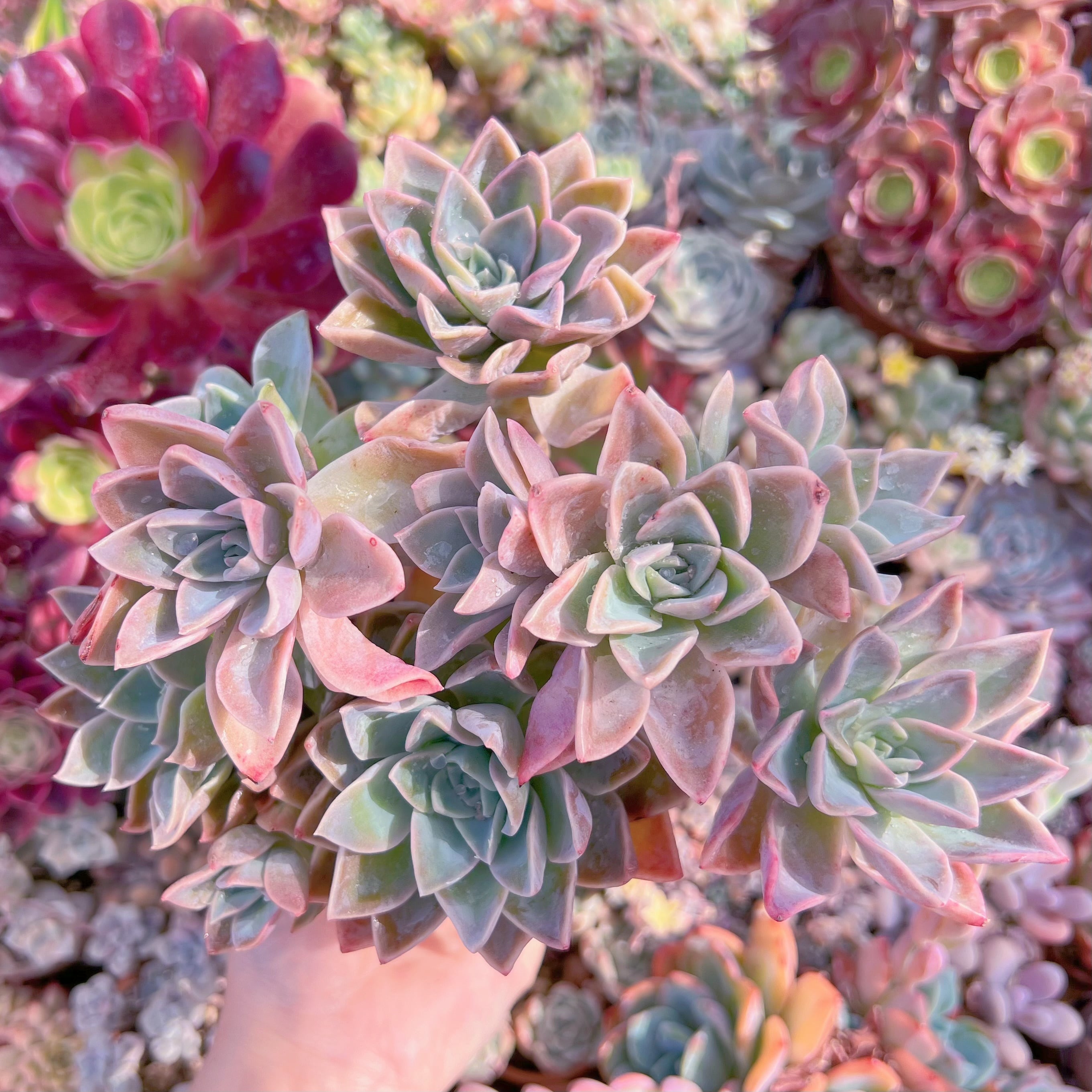 現品　ラブリーローズx白牡丹#A17　るる農園