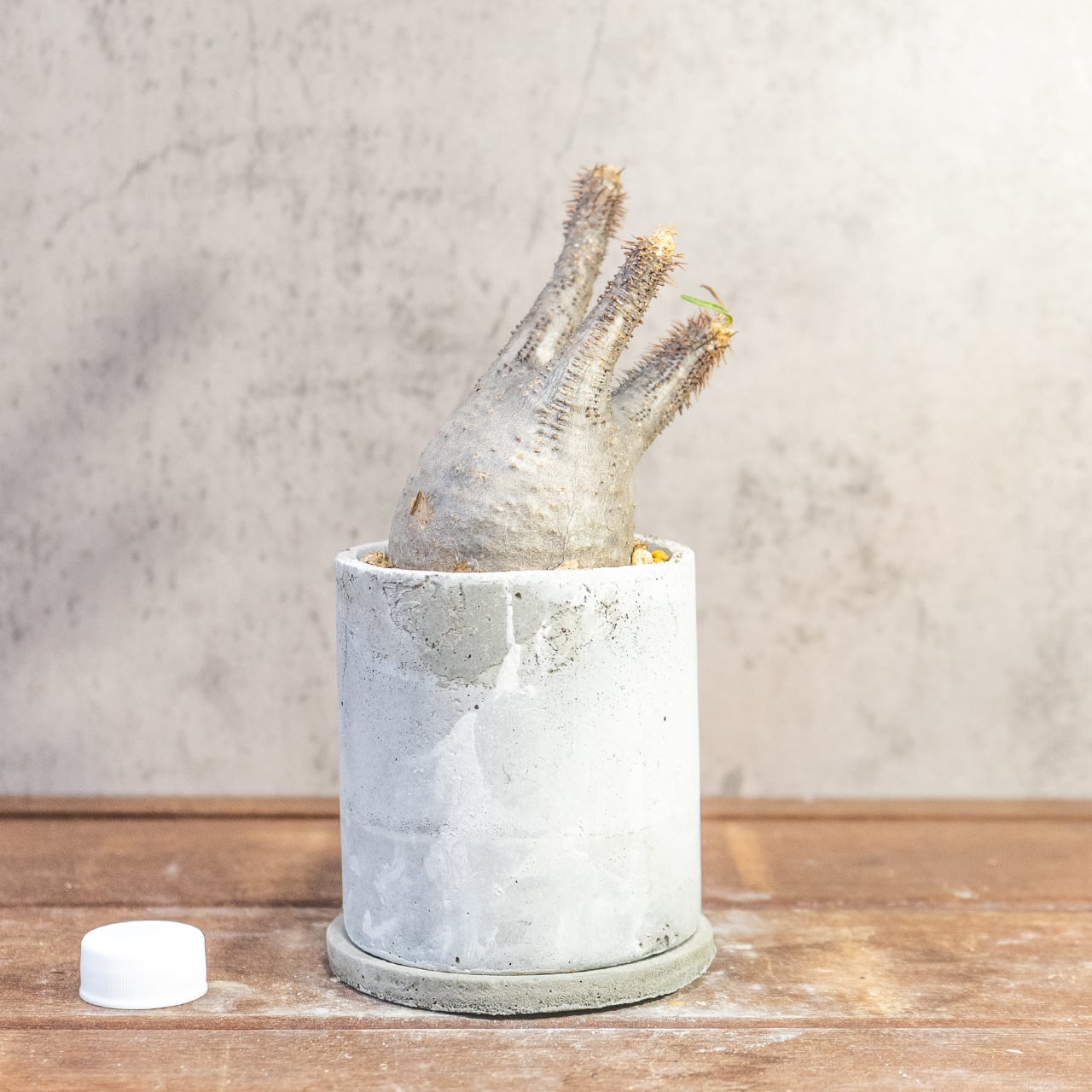 乾きやすい用土で健康に育てるパキポディウム・グラキリス。胴回り20cmのミニサイズを、質感豊かな手作りモルタル鉢と共に|虫発生抑制