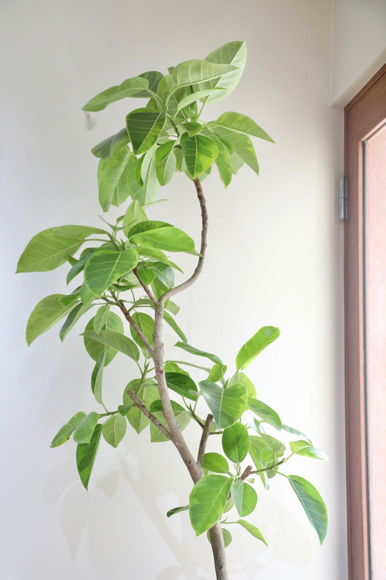 都内近郊限定配送】【183cm】フィカス アルテシマ/Ficus African