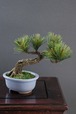 盆栽 松 Pinetree Bonsai #50（鉢変更）