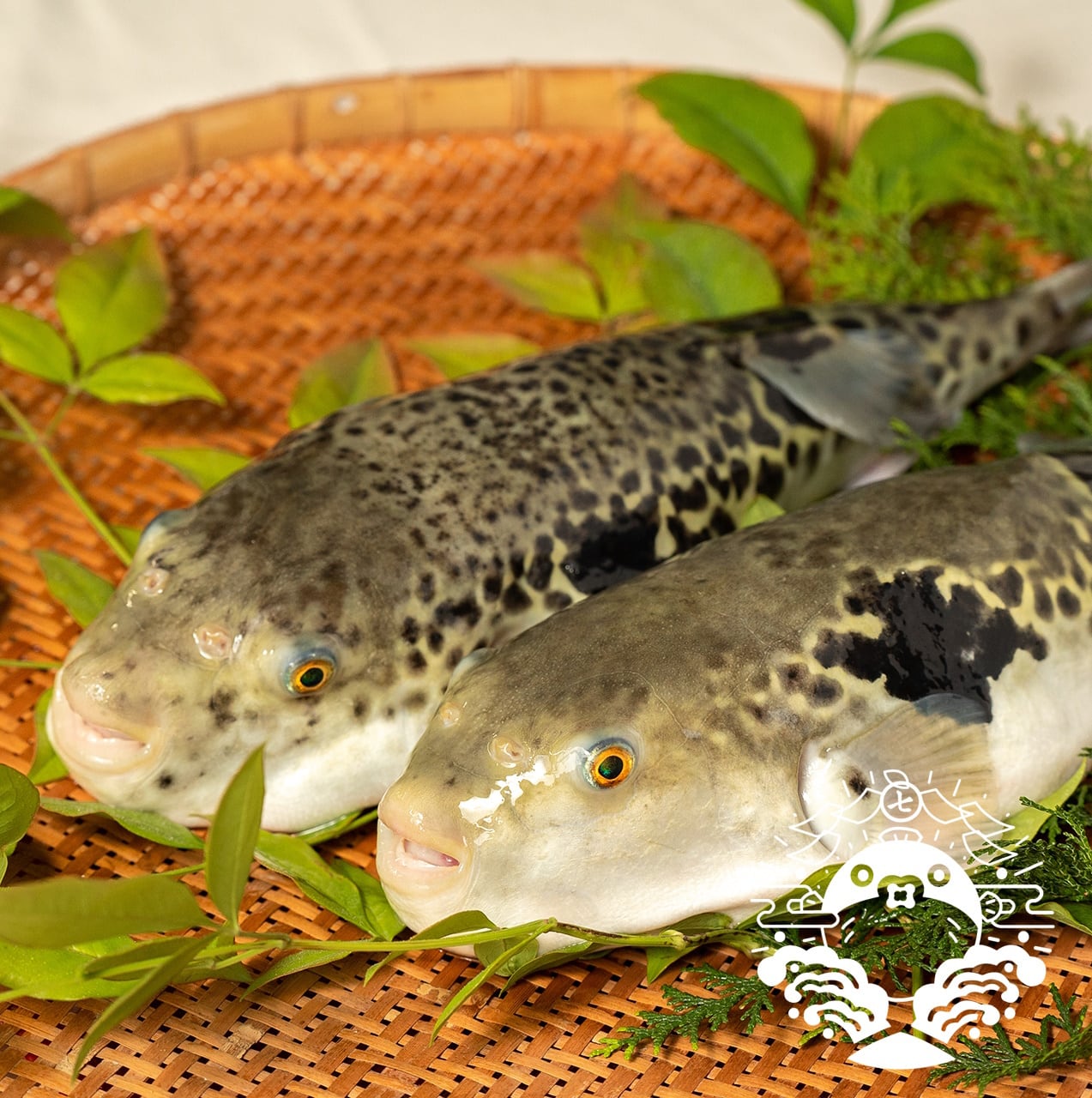 壱岐七ふく神】のトラフグ極上ヒレ酒用ヒレ（10杯分）！ | こだわり