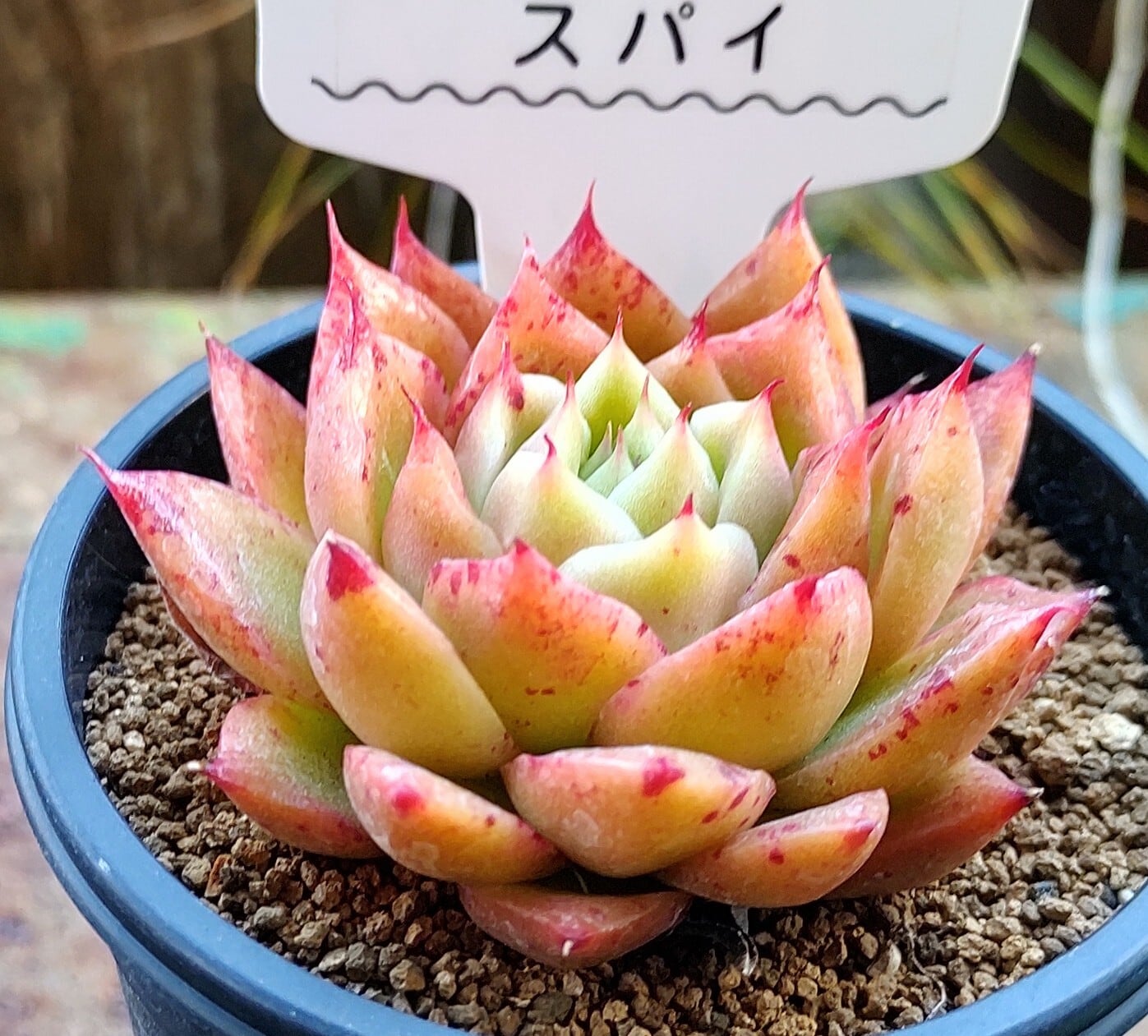 スパイ | RuPo 多肉植物専門店