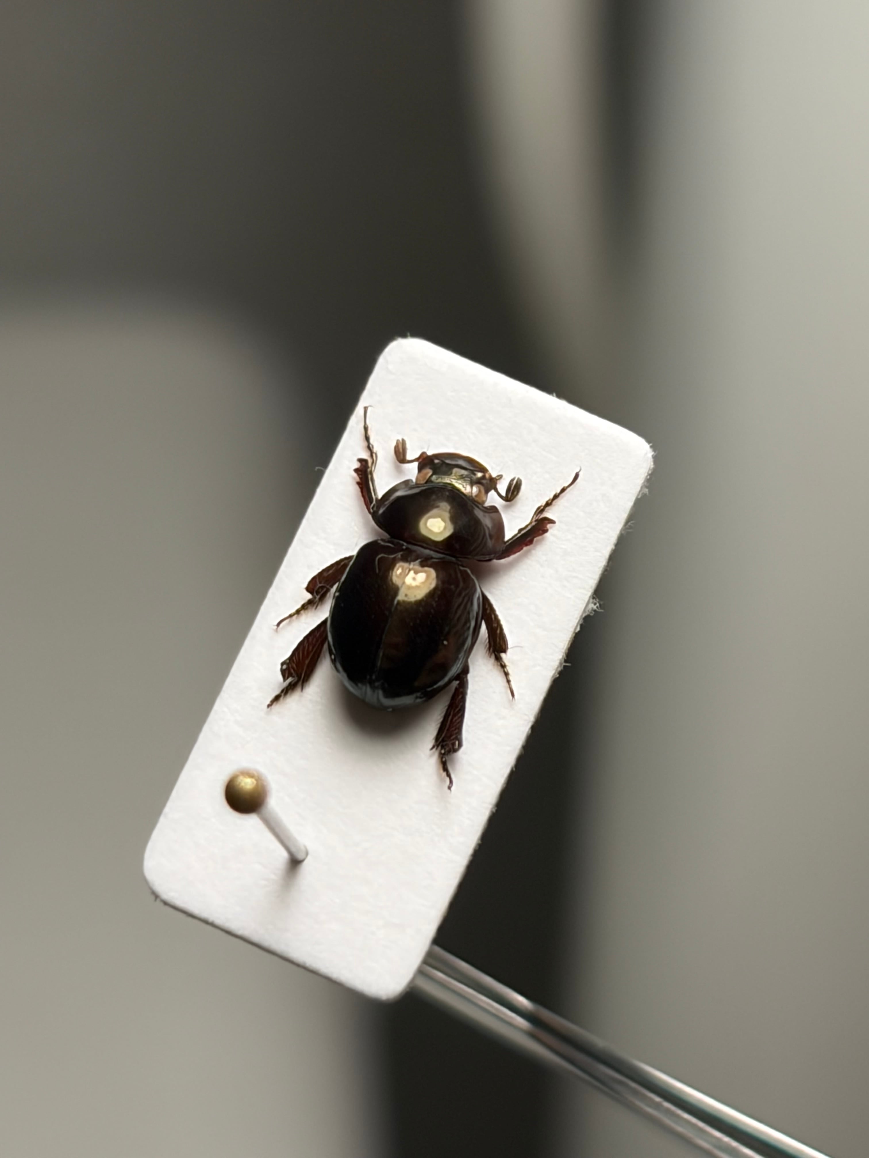 【2匹set】巨大なマンマルコガネ 標本 とんでもない甲虫 プラチナコガネ LAST】巨大なマンマルコガネ ブラックフォーム 標本 とんでもない甲虫