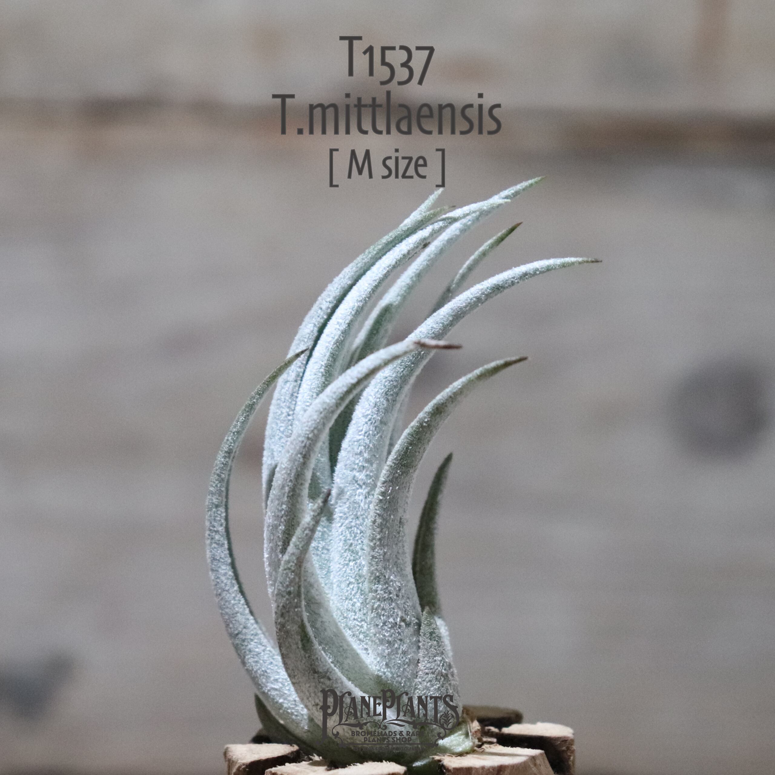 【送料無料】mittlaensis M〔エアプランツ〕現品発送T1537