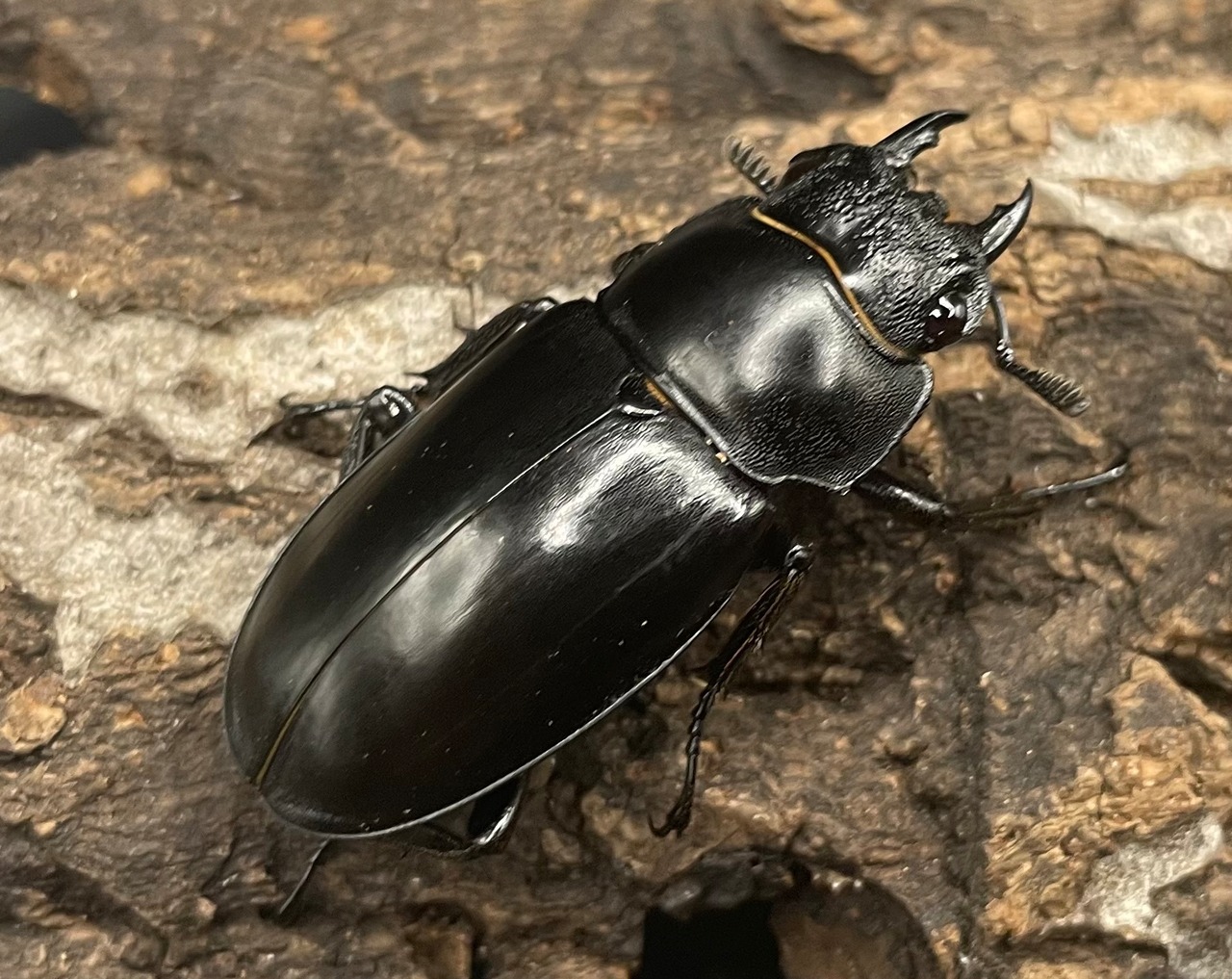 【WD】《パリーフタマタ亜種ディロレイ ♀単》