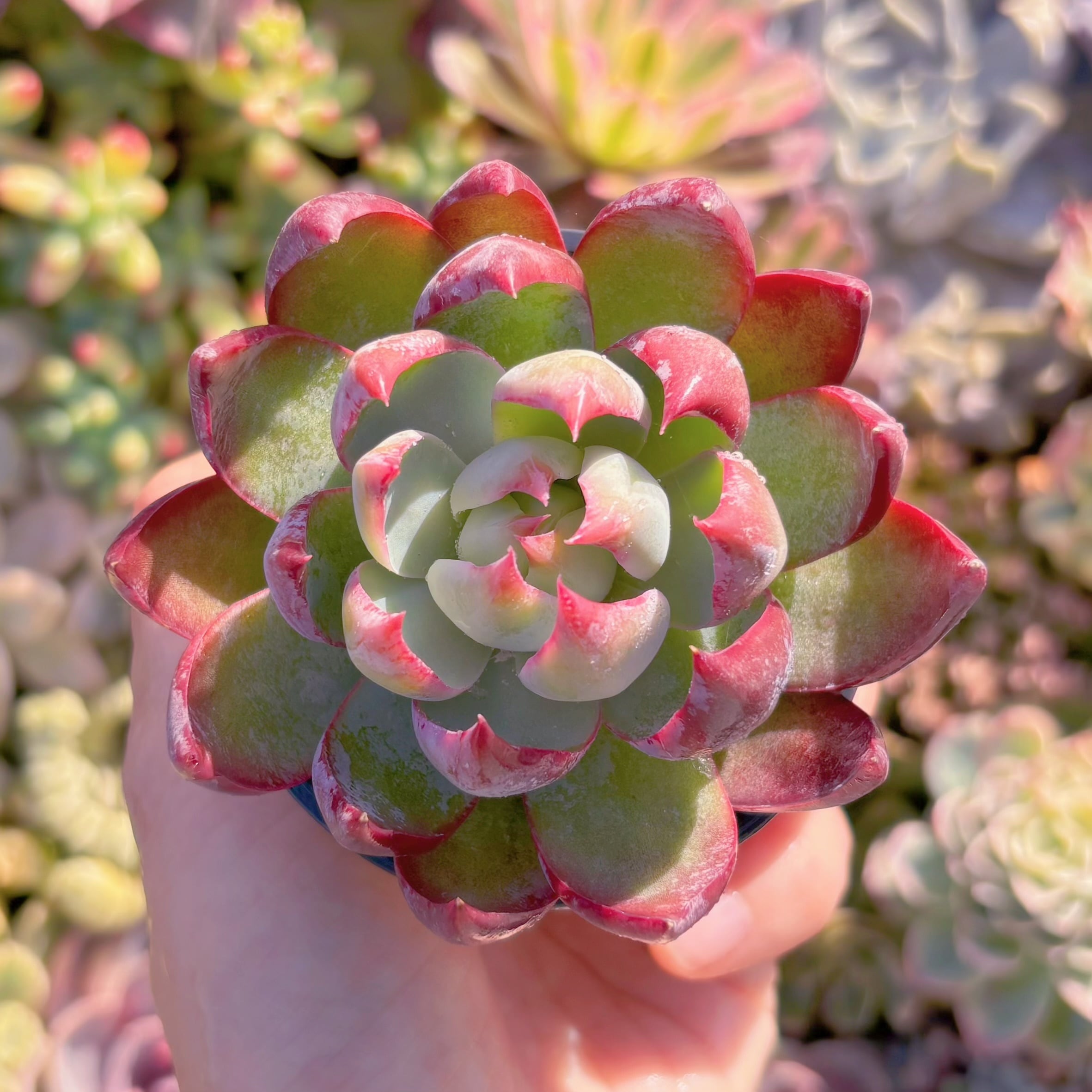 現品　カシオ#M151　るる農園