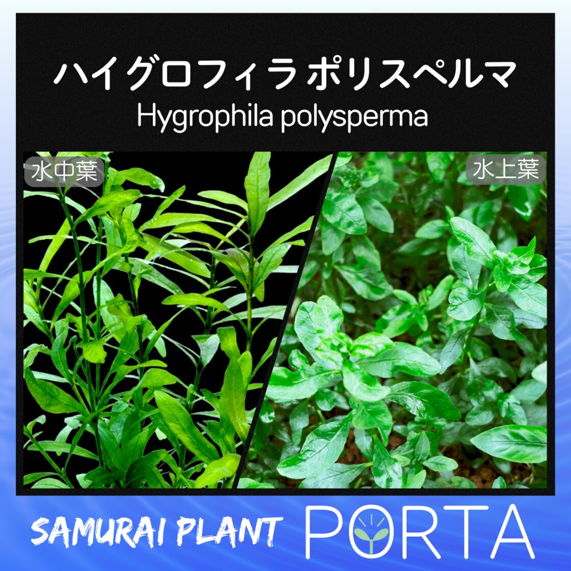 ハイグロフィラ ポリスペルマ 水草 中景草（無農薬）4本 水上葉 | PAY ID