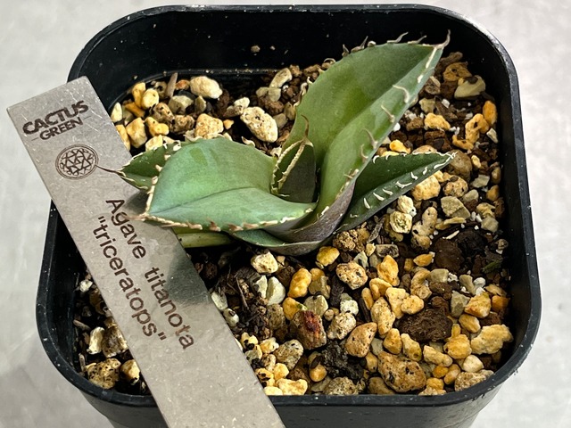 Agave titanota ‘TRICERATOPS’ トリケラトプス