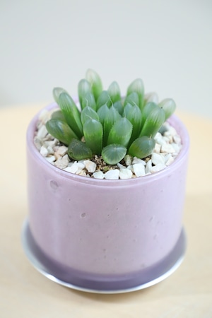 【S】ハオルチア オブツーサ/Haworthia