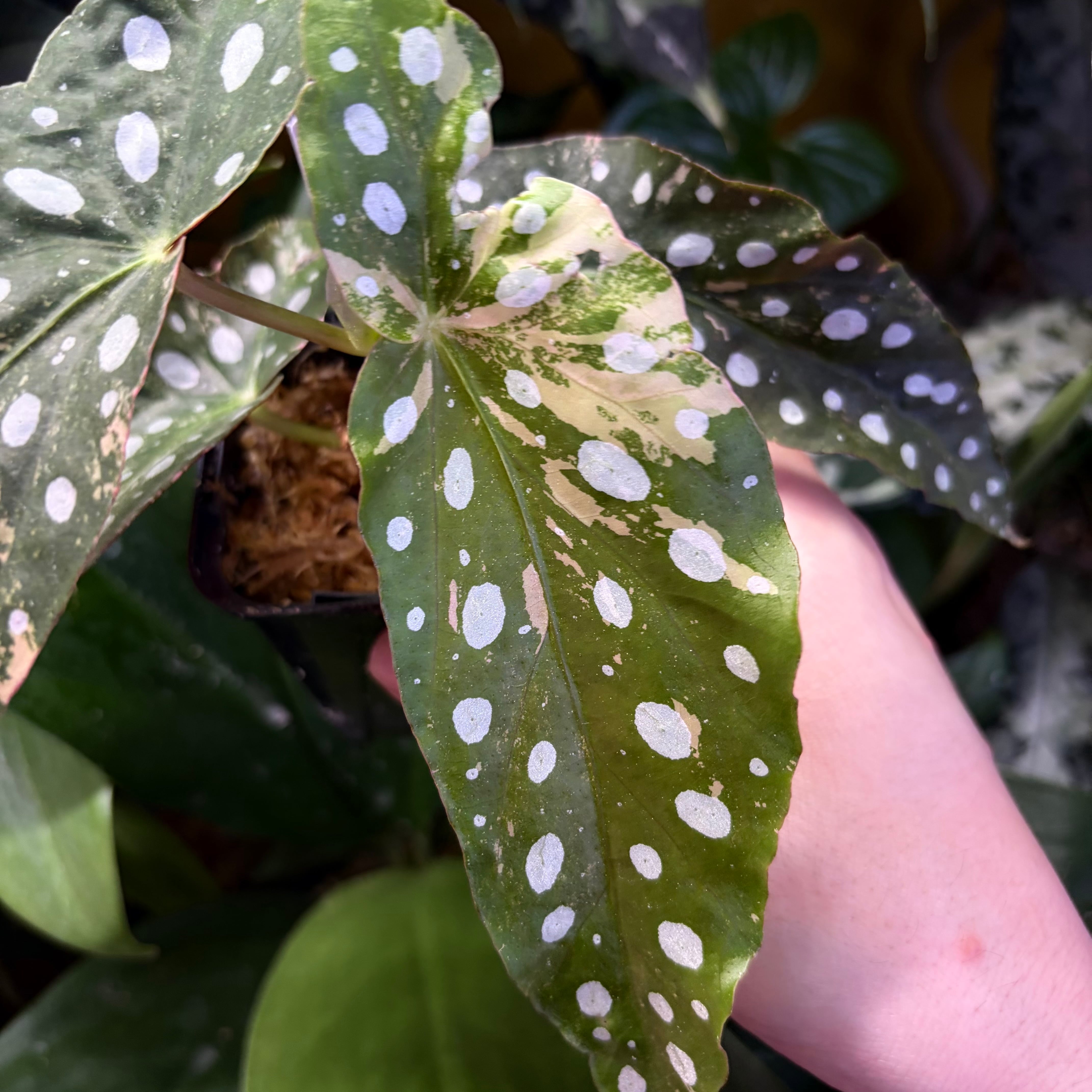 Begonia maculata 'Pink Variegated' | 熱帯雨林植物専門店 トイ吉園芸
