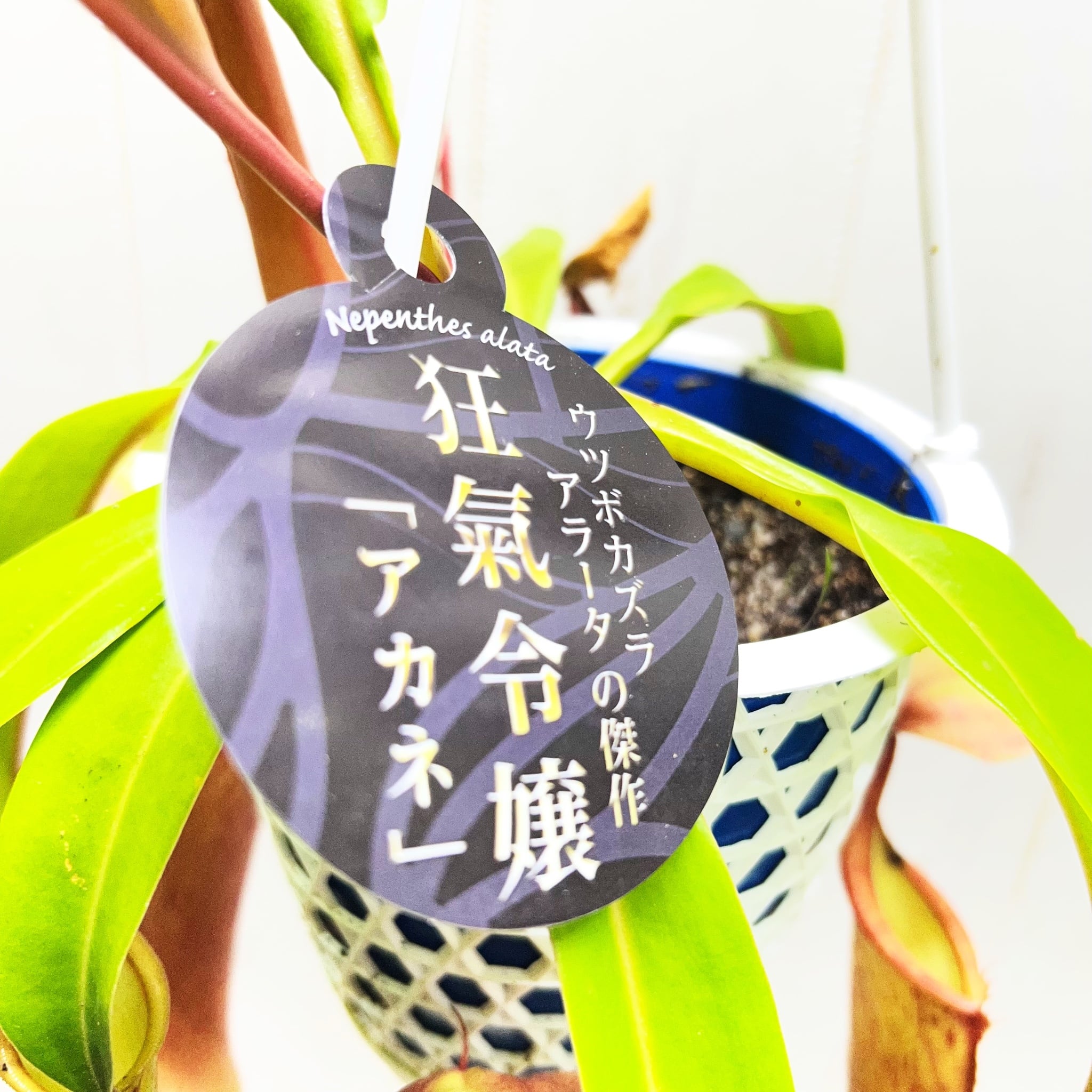 食虫植物 ウツボカズラ（ネペンテス アラタ）4〜4.5号吊り鉢｜袋が