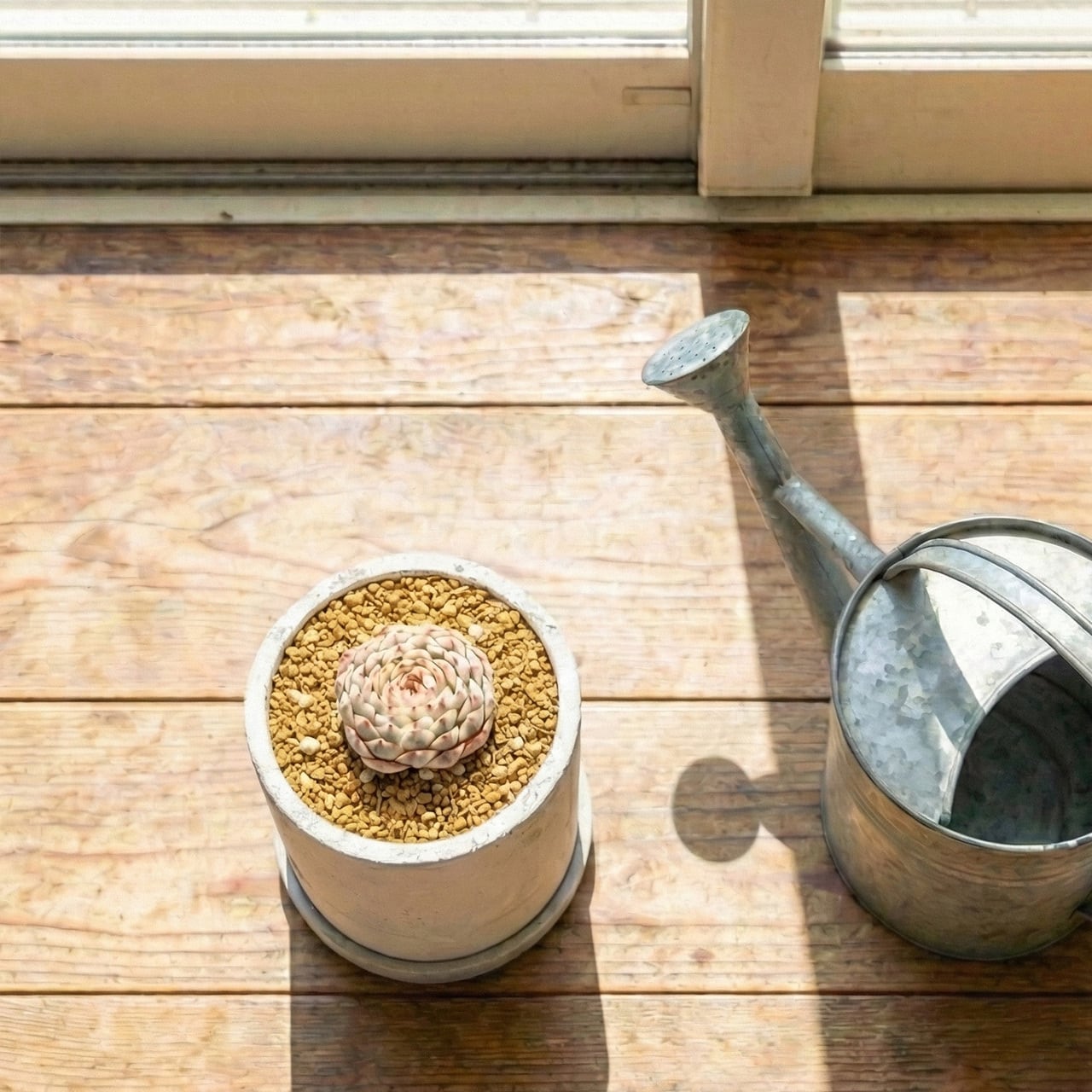 宝石のような美しさ。エケベリア ホワイトミニマ錦｜風合いある手作りモルタル鉢との特別感溢れる一鉢【虫発生抑制】（全国一律送料850円）