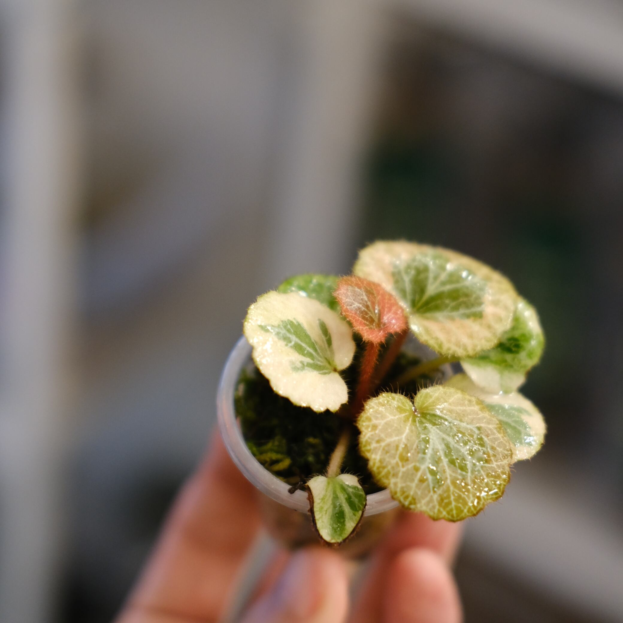 Saxifraga stolonifera Tricolor｜別名：ストロベリー ベゴニア②