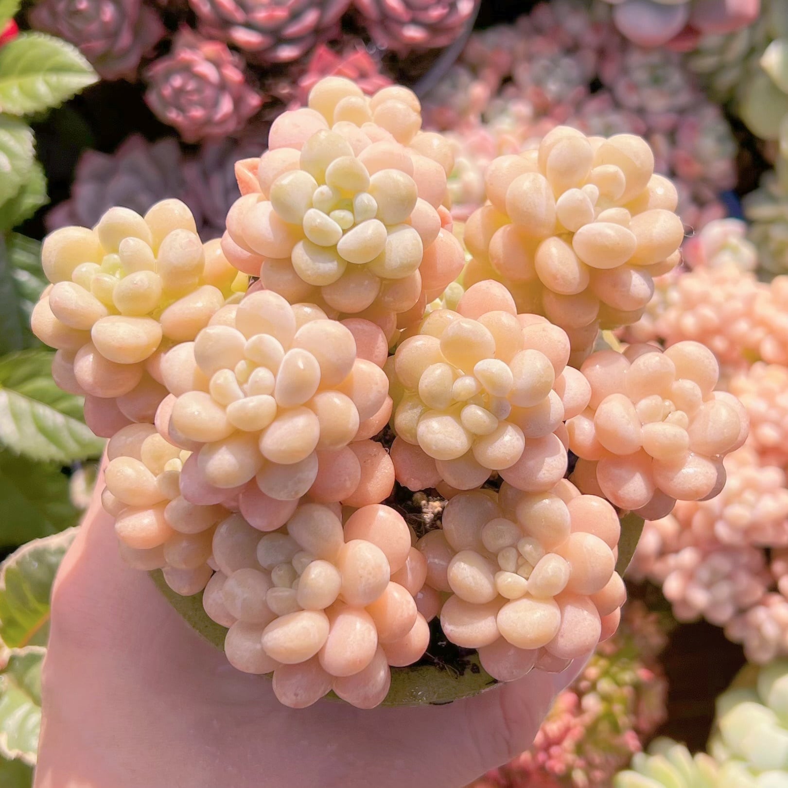 現品　丸葉ストロベリーミルク#687    群生　るる農園