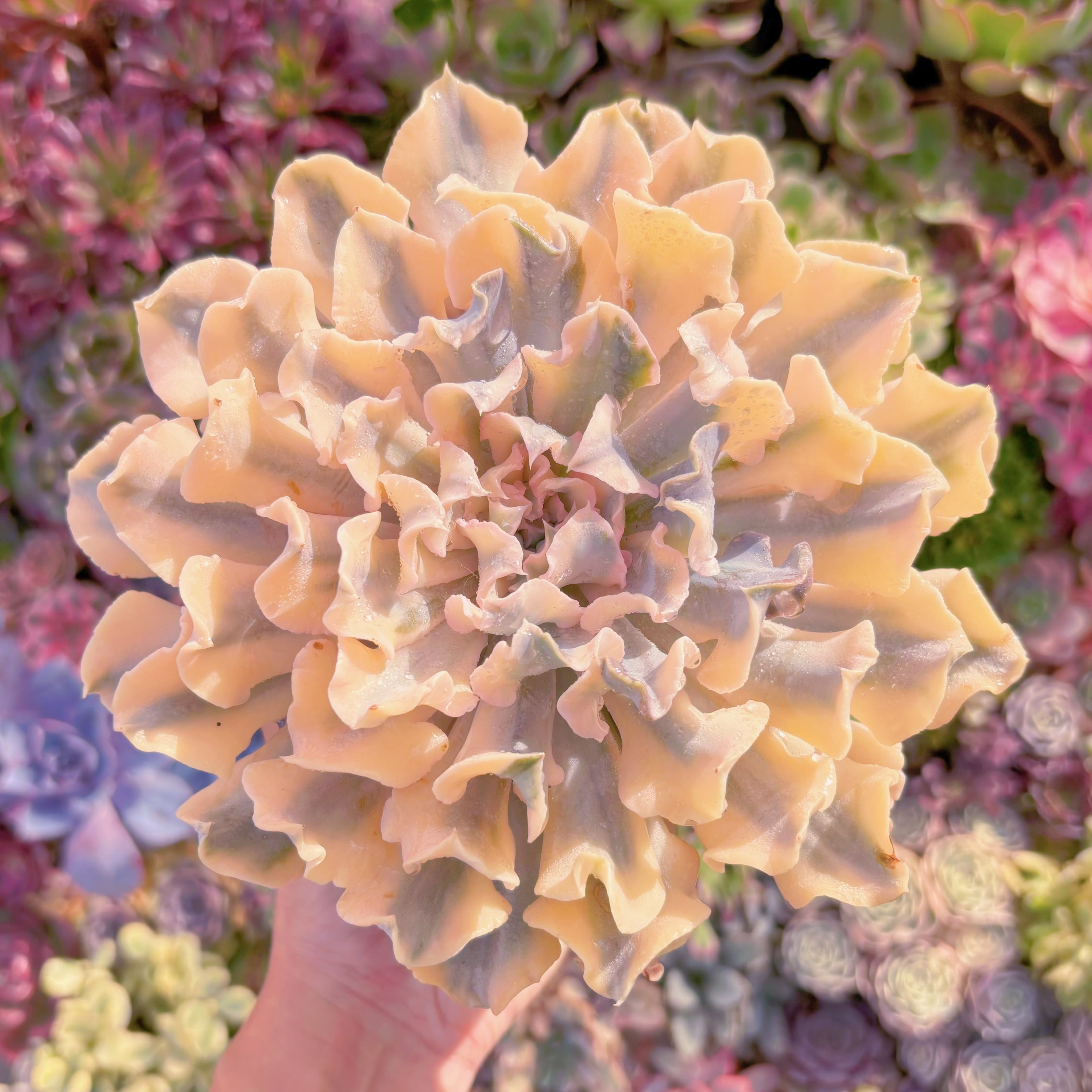 現品　シャフラン錦#861　極上株　特大苗　直径約17cm  在庫僅少　るる農園