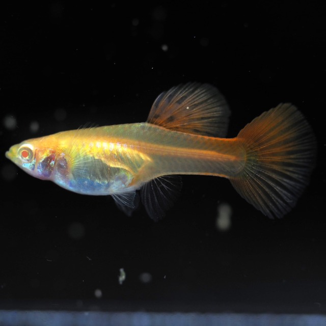 【現物】RREAプラチナレッドテールスワロー　1カルテット