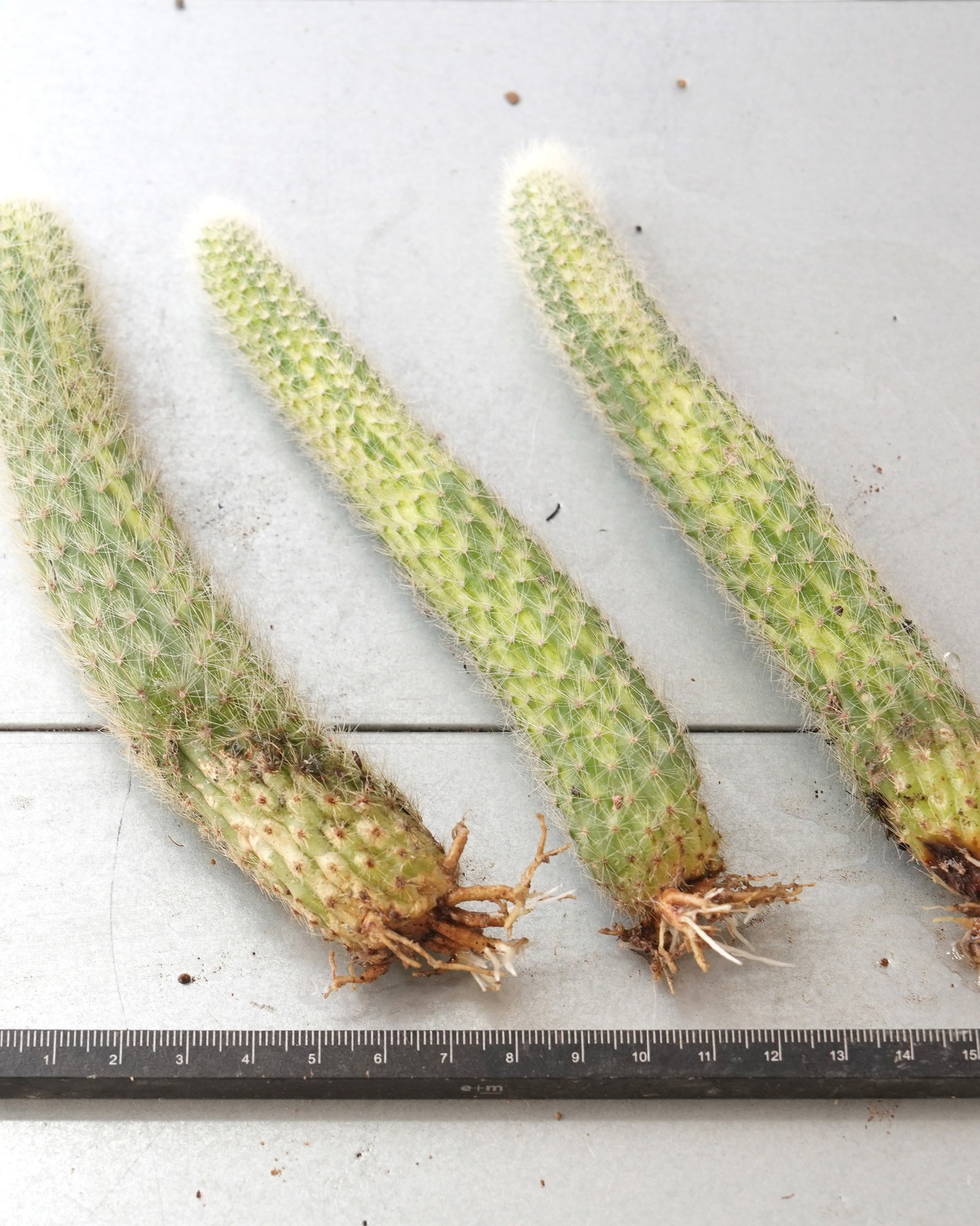 発根済カット苗 クレイストカクタス カラデモノ錦 単頭 Cleistocactus winteri ssp.colademono f.variegata