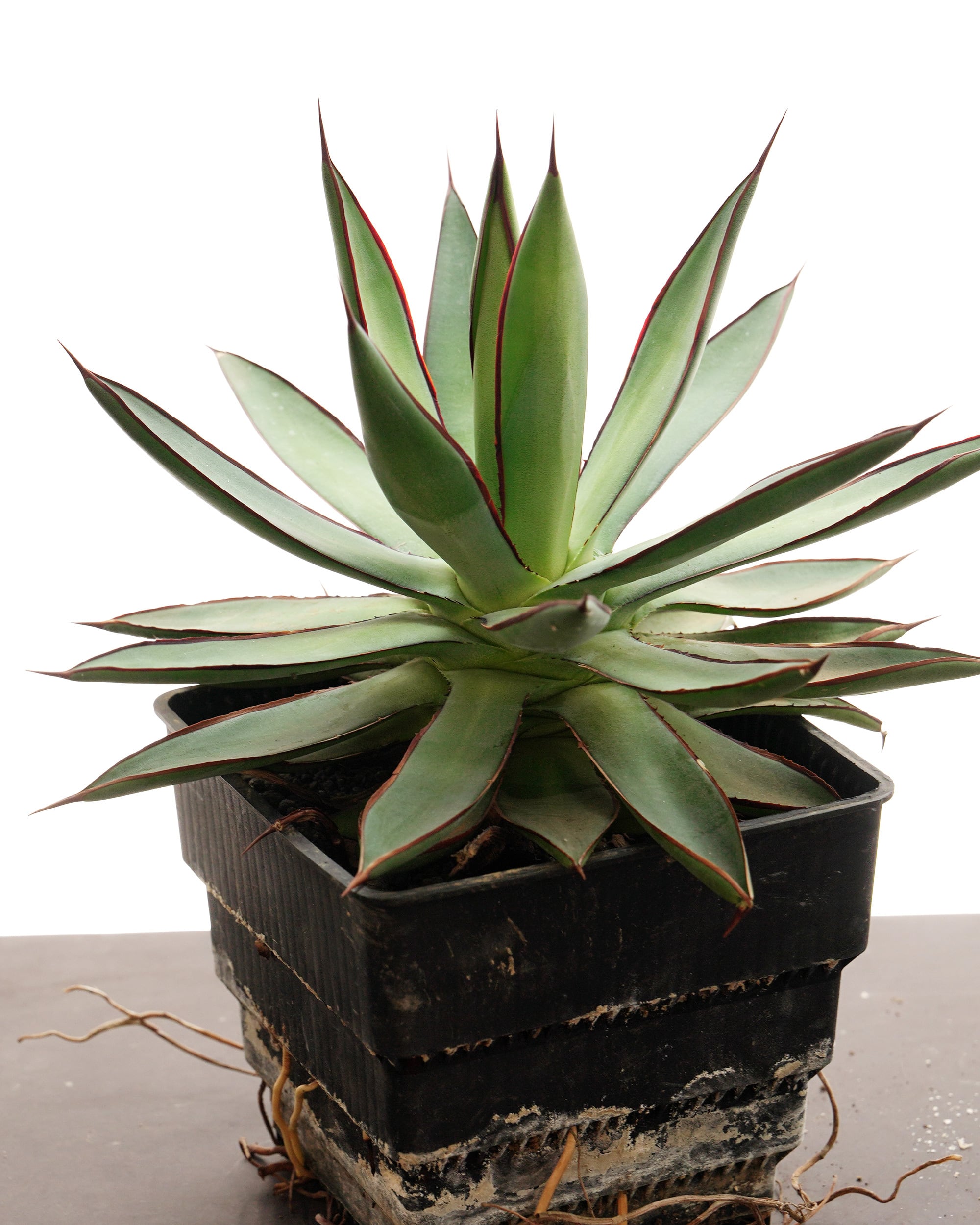 PREMIUM】 鉢植え アガベ バーントバーガンディ 見本株 Agave 'Burnt