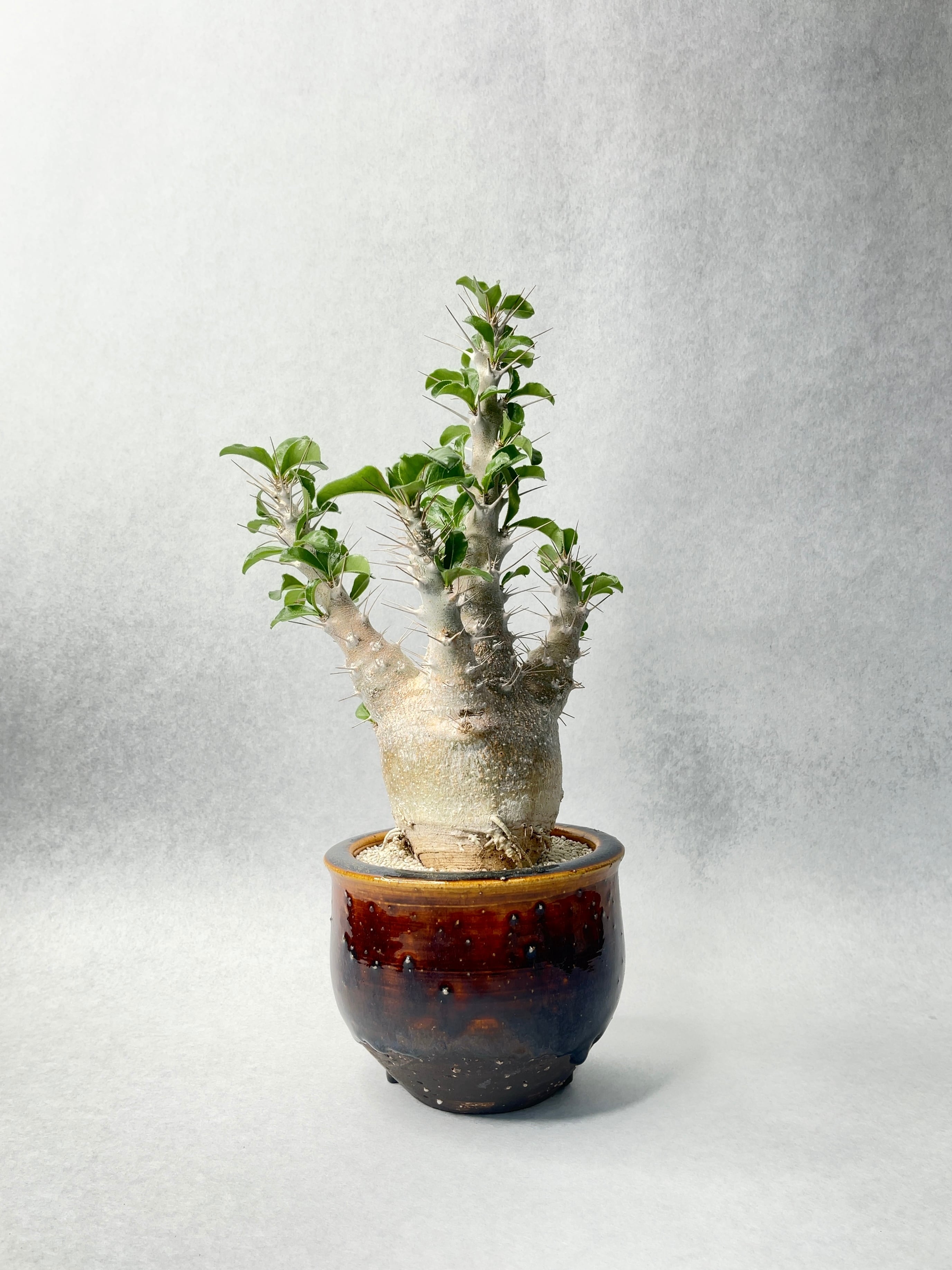 ピグマエア 現地球 姫野翔太鉢 小型 塊根植物 ピグマエア 現地球 姫野