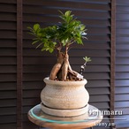 運気UP ガジュマルの木 7号 陶器鉢 ピック付 観葉植物 ガジュマル 多幸の木 0203BE