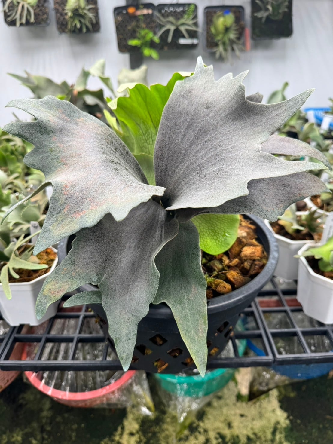 植物 | Plants.Links