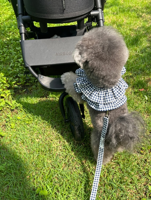 〈即納アイテム〉OHDIBS / capeness no.11 _