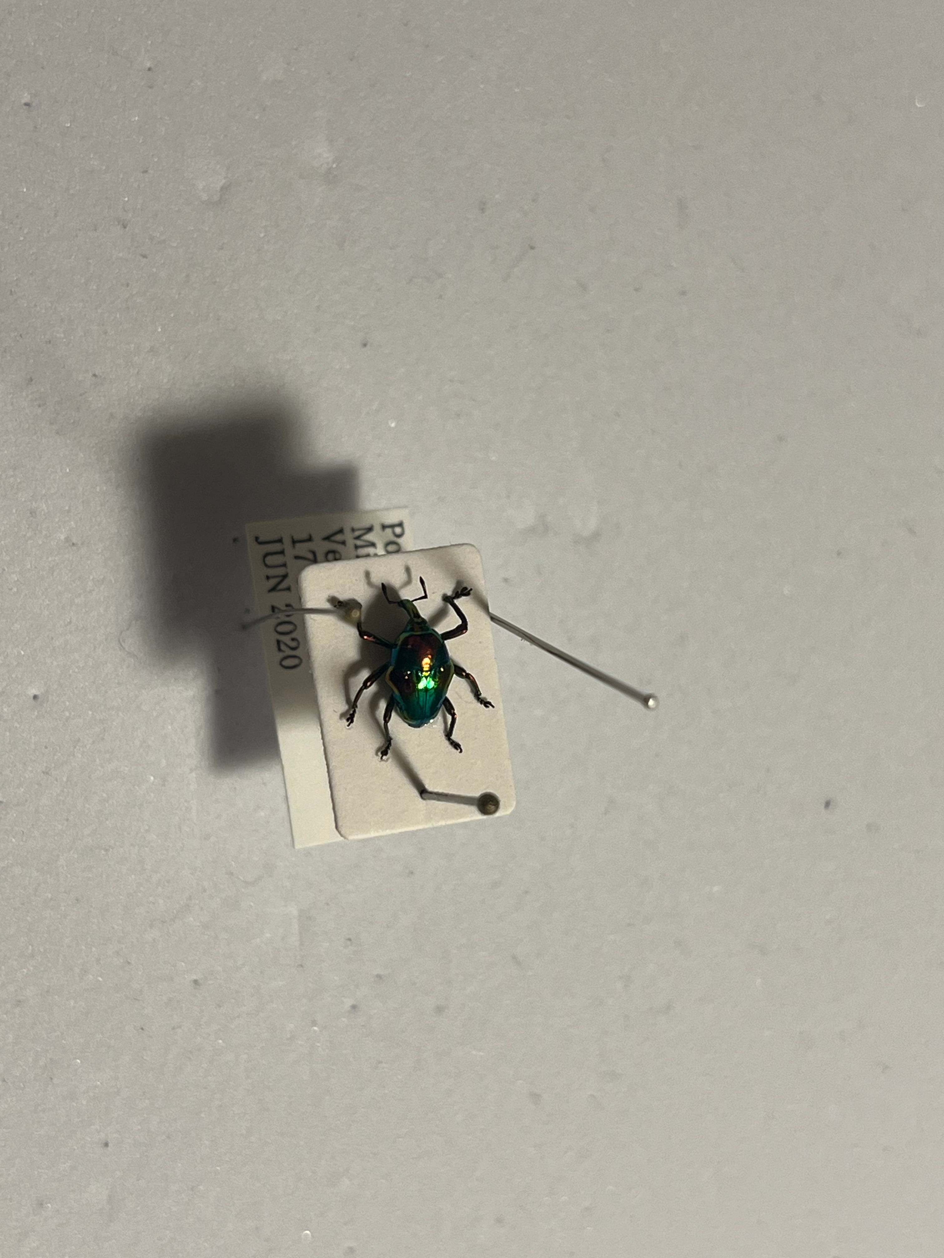 属内最高峰】ホウセキヒメカタゾウムシ コブハムシ タマムシ 超美麗種