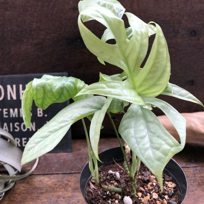 P.Willinckii cv. White Rose【artPLANTs】ビカクシダ/Platycerium