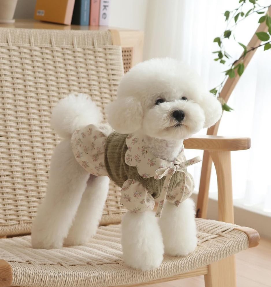 即納販売 cloud crop vest ニットベスト [odetopet] 韓国犬服