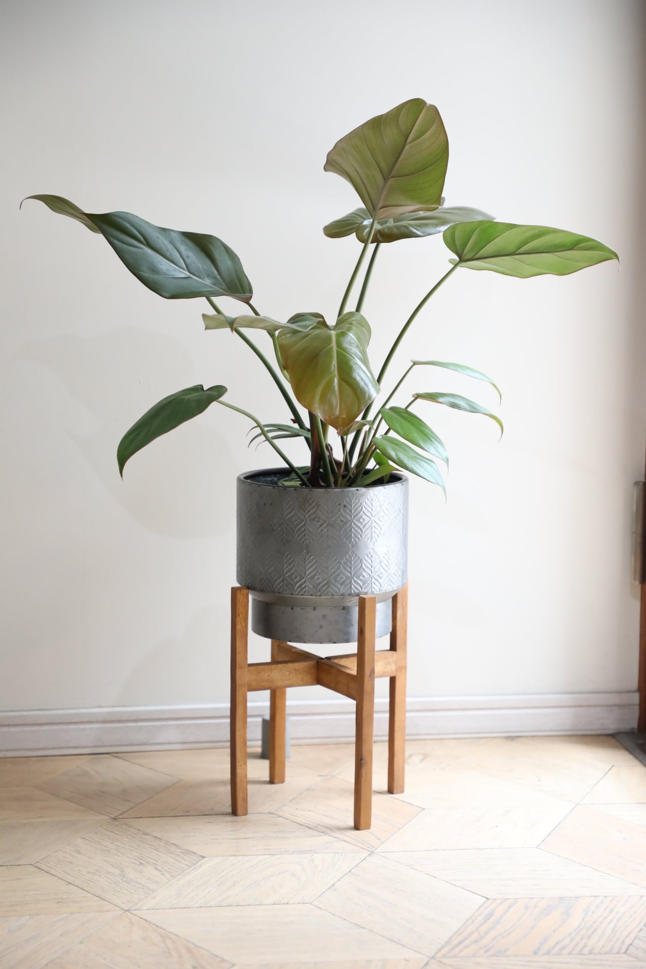 マロン　プロフ必読下さい 希少】【M】フィロデンドロン サマーグローリー/Philodendron | 【厳選