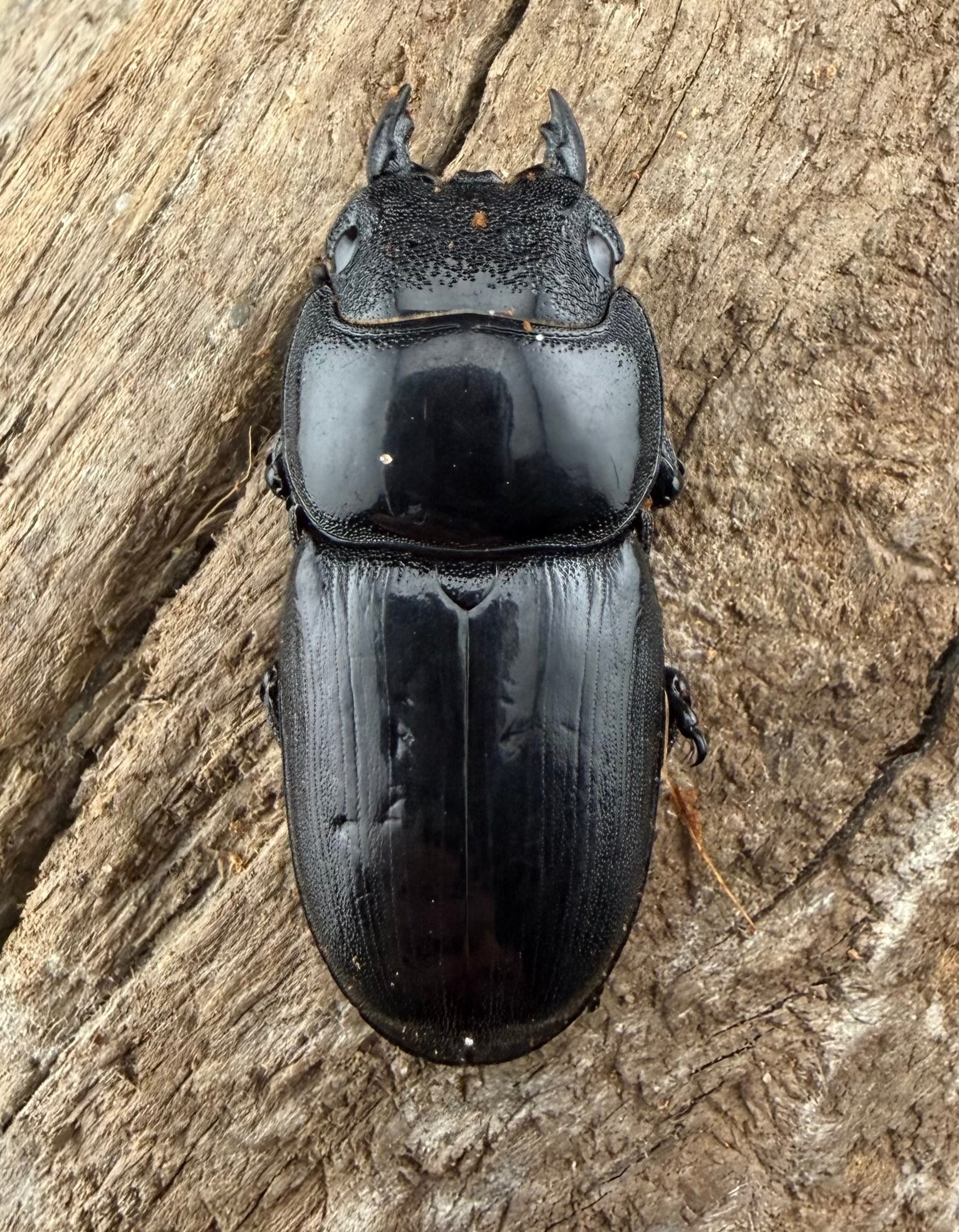 WD】《アルキデスヒラタ アチェ産 短歯 85mm 胸幅36mm ペア》 | KPW