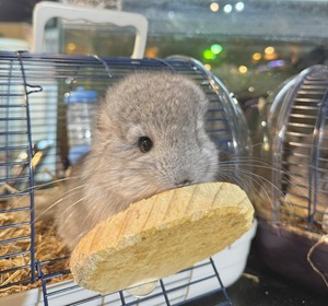 アンゴラチンチラ・スタンダードグレー（バイオレットキャリア）♂