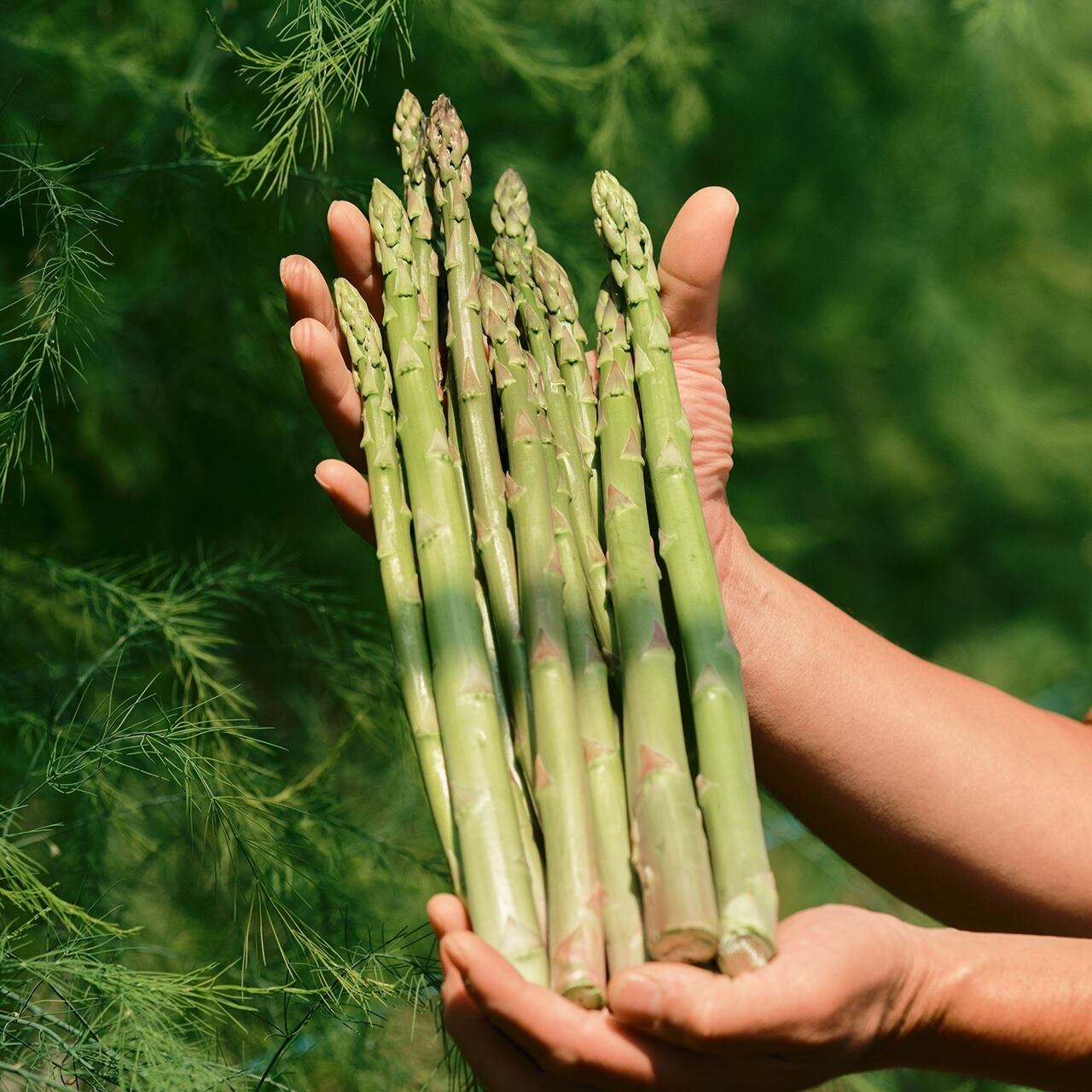 季節の味 さぬきのめざめ 2Lサイズ 1kg