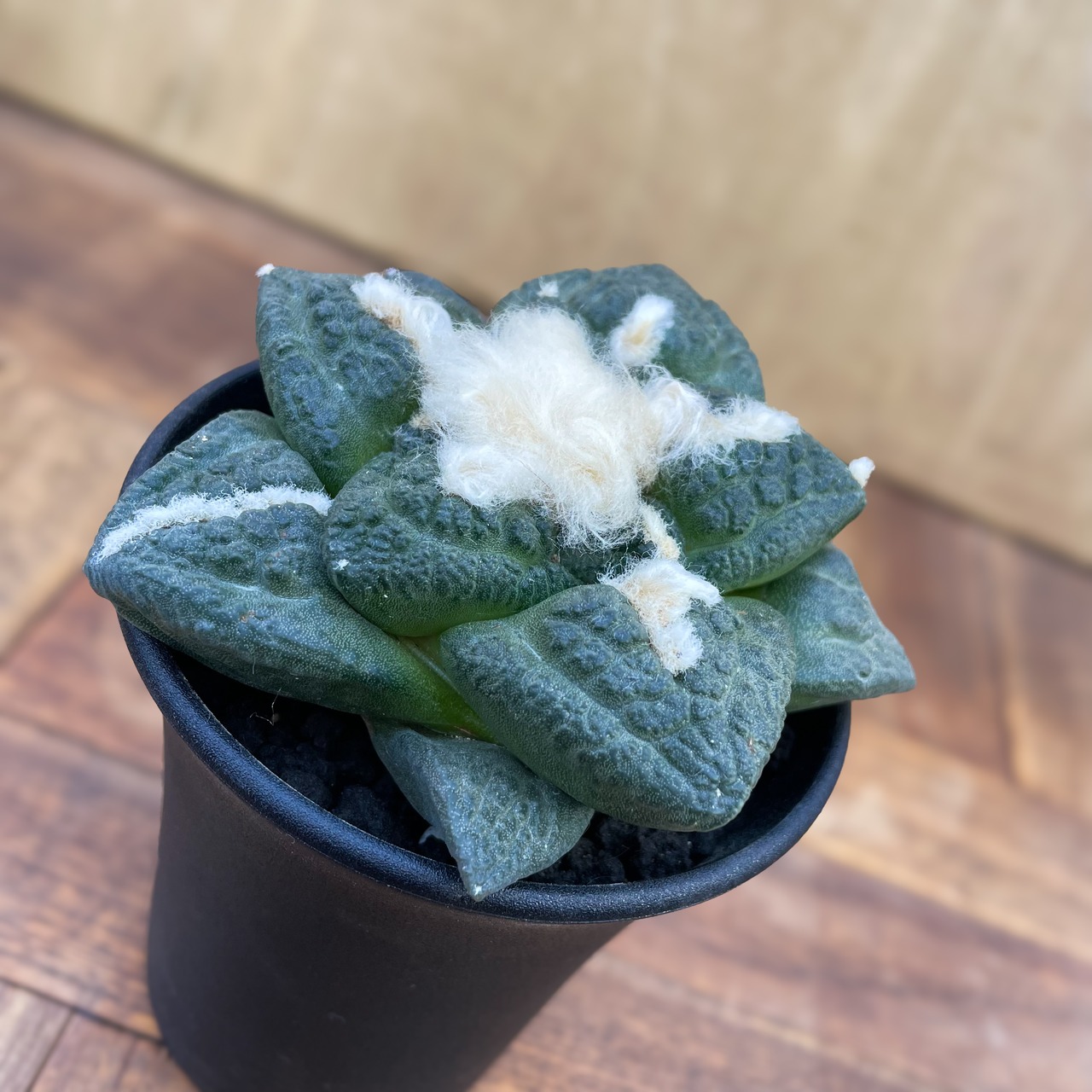 Ariocarpus fissuratus 【アリオカルプス・大疣亀甲牡丹】