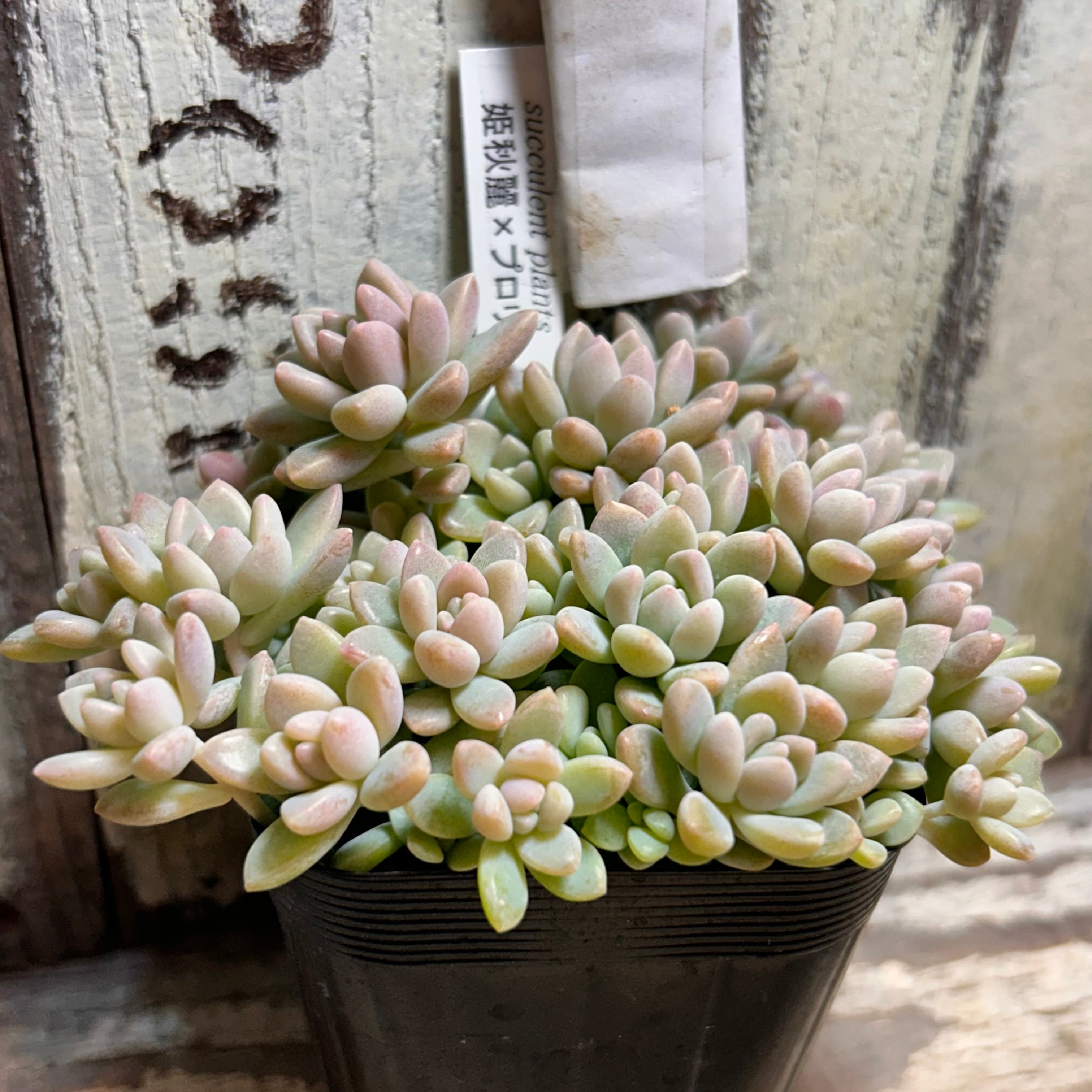 姫秋麗×プロリフィカ(匠園芸 | RuPo 多肉植物専門店