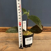 【伊藤蟻】Columnea strigosa【812】