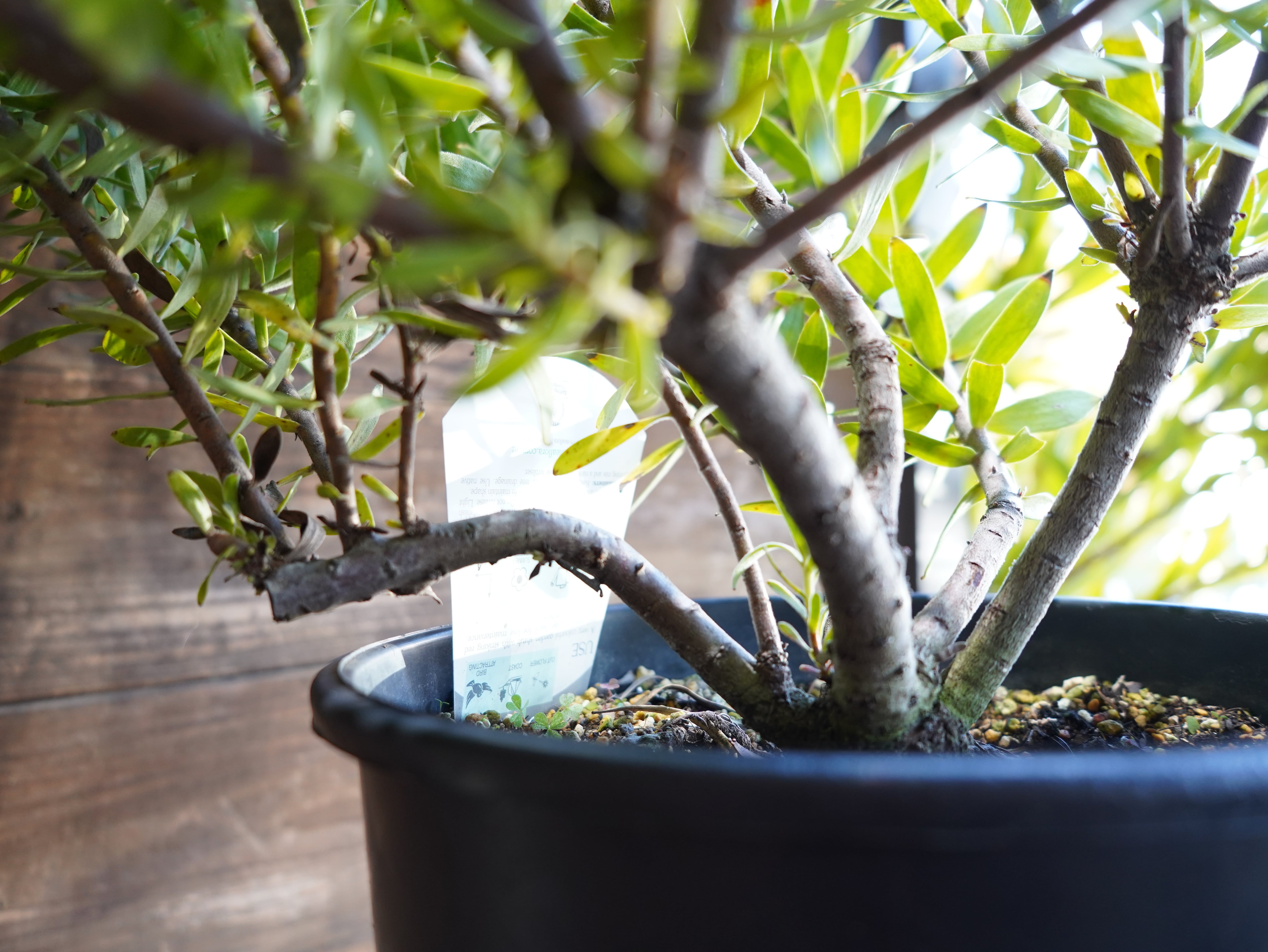 【現物】ミメテス　”クラッカージャックレッド”