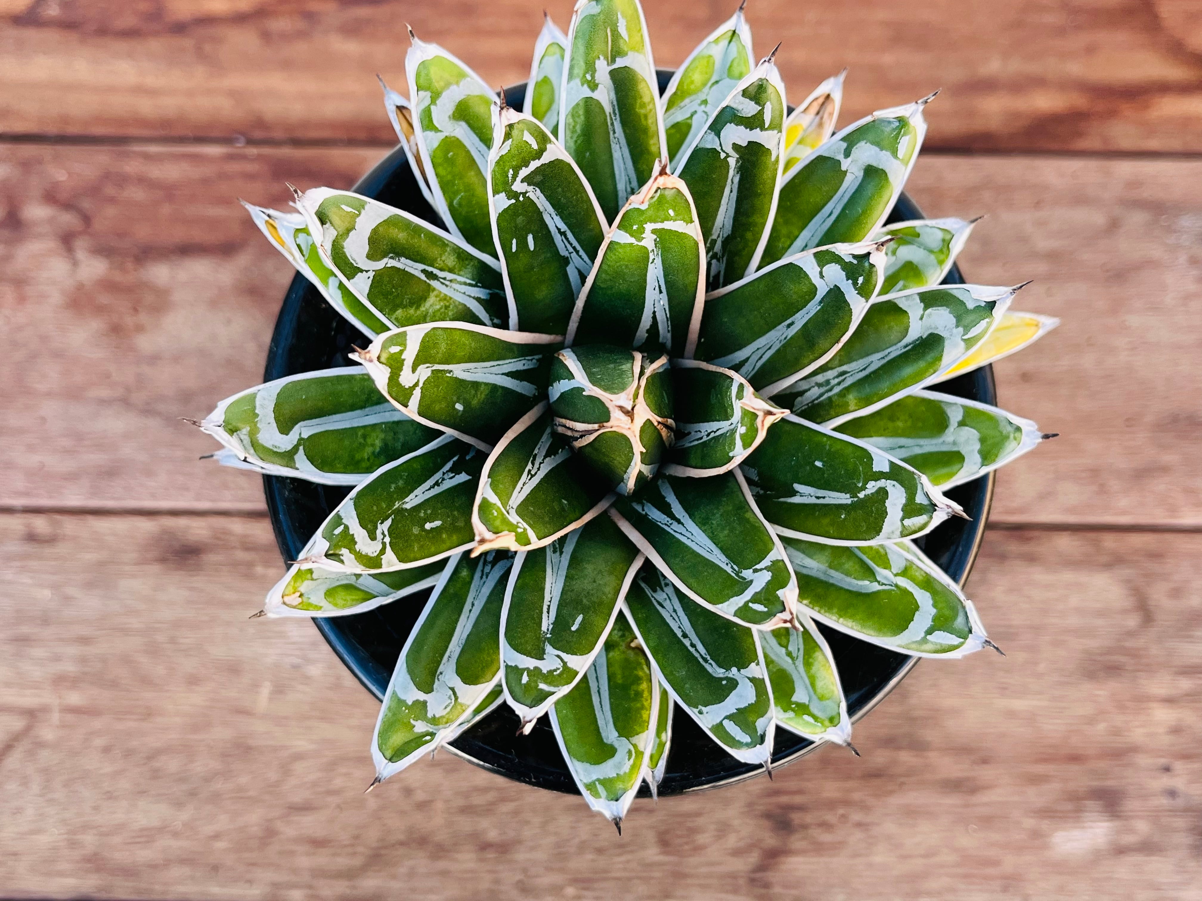 Agave victoriae reginae アガベ 笹の雪 多肉植物 | plants MARU Agave victoriae reginae アガベ 笹の雪 多肉植物 | plants MARU