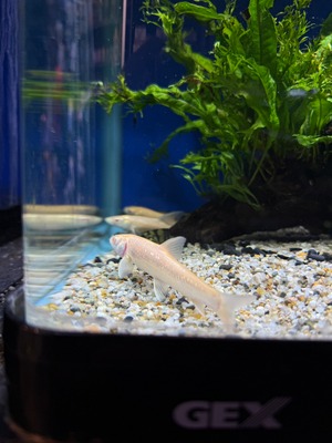 アルビノルシオバルブス