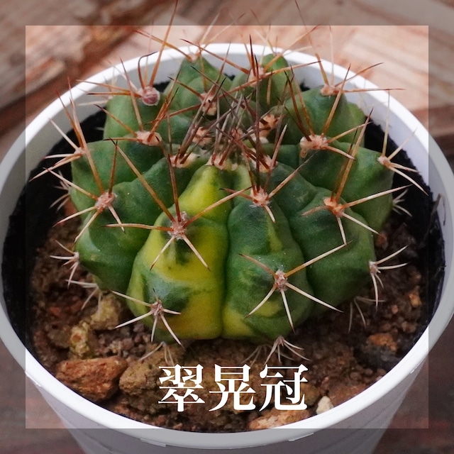 小さくても個性たっぷりサボテンシリーズ！【翠晃冠（錦）】ギムノカリキウム　手のひらサイズ