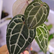 【正規タグ】Anthurium 'Michelle' by DOC BLOCK⑮ / アンスリウム・ミシェル│観葉植物