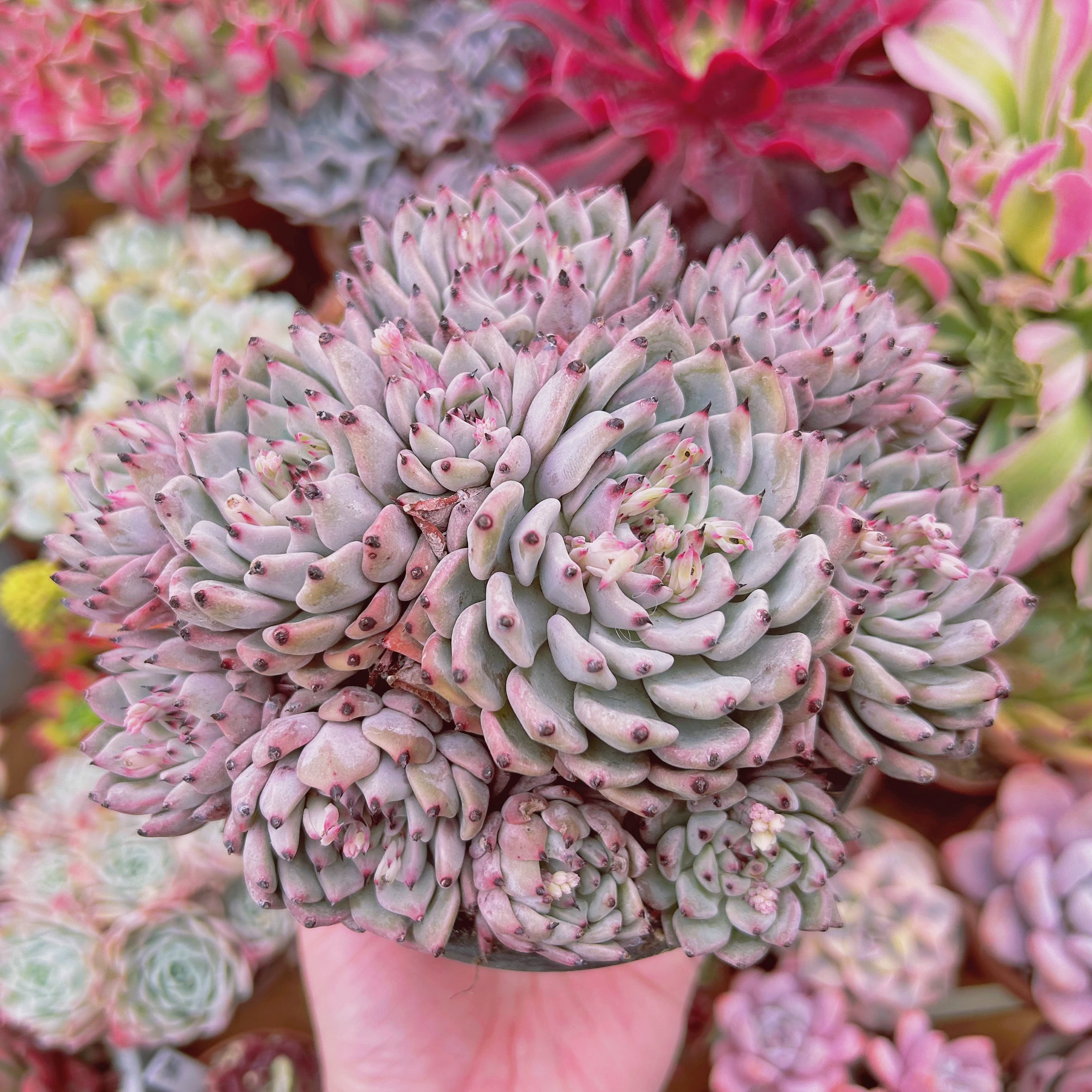 #742現物　多肉植物　ザラゴーサ　特大