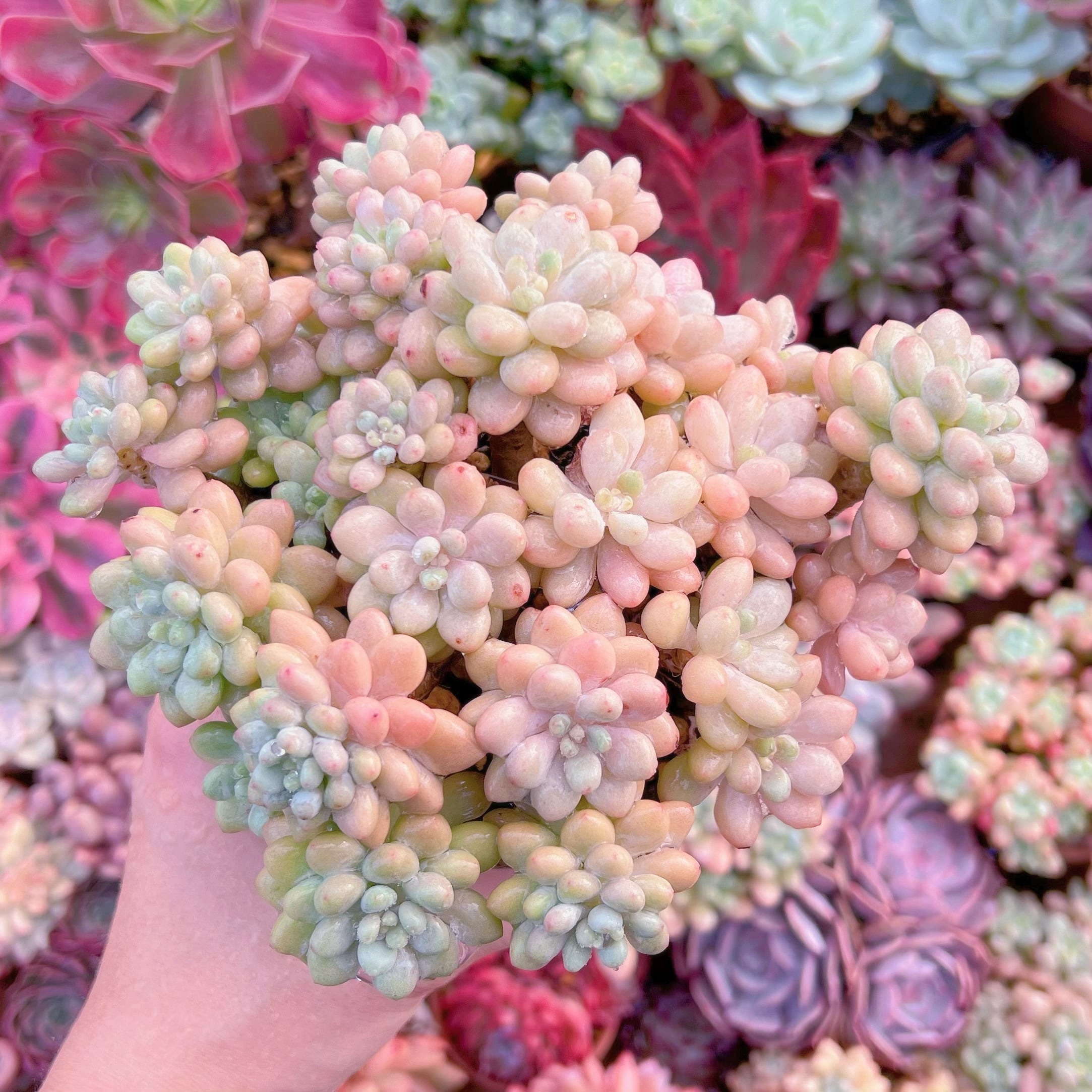 現品　ストロベリーミルク#670   るる農園