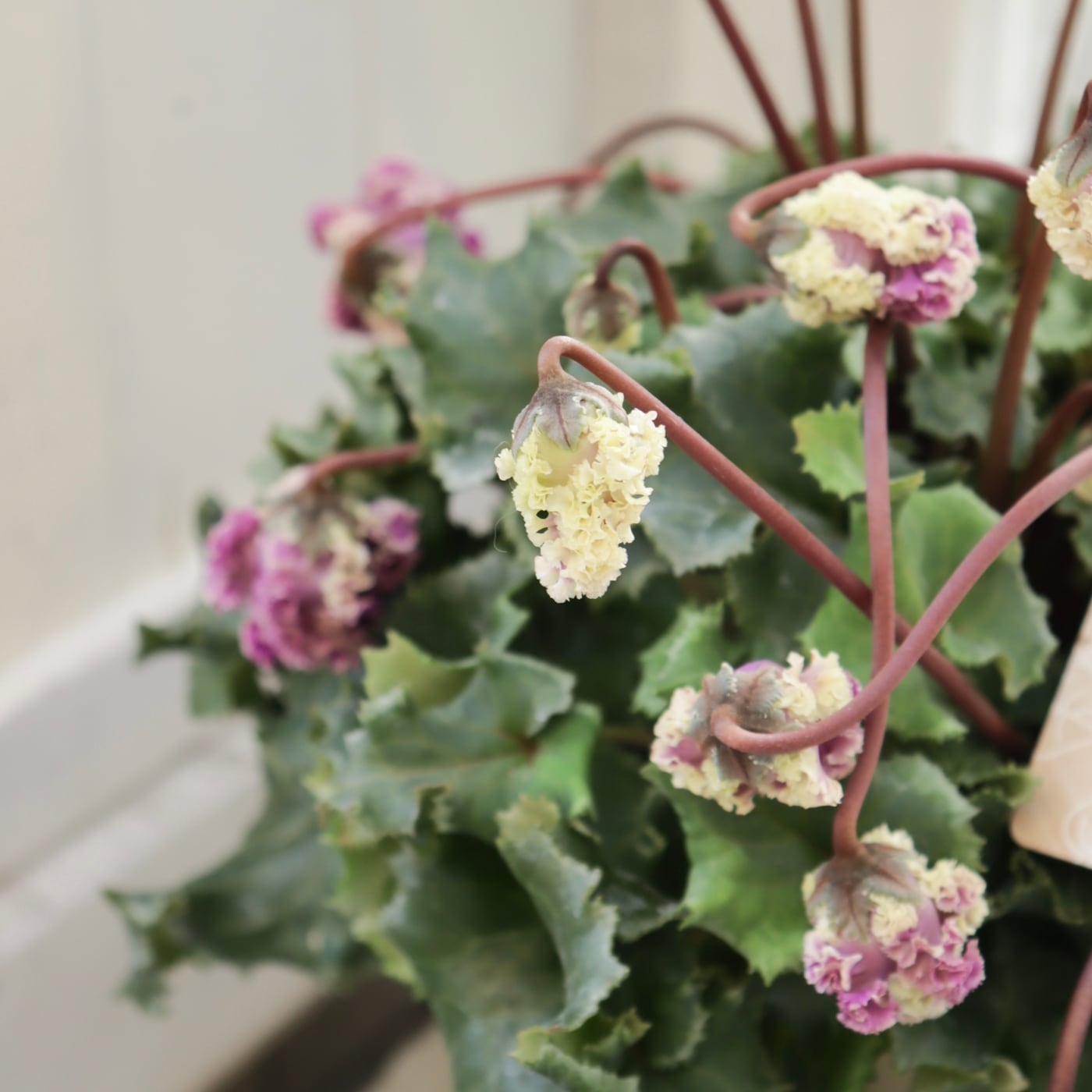 Green heartꕥオンラインショップ