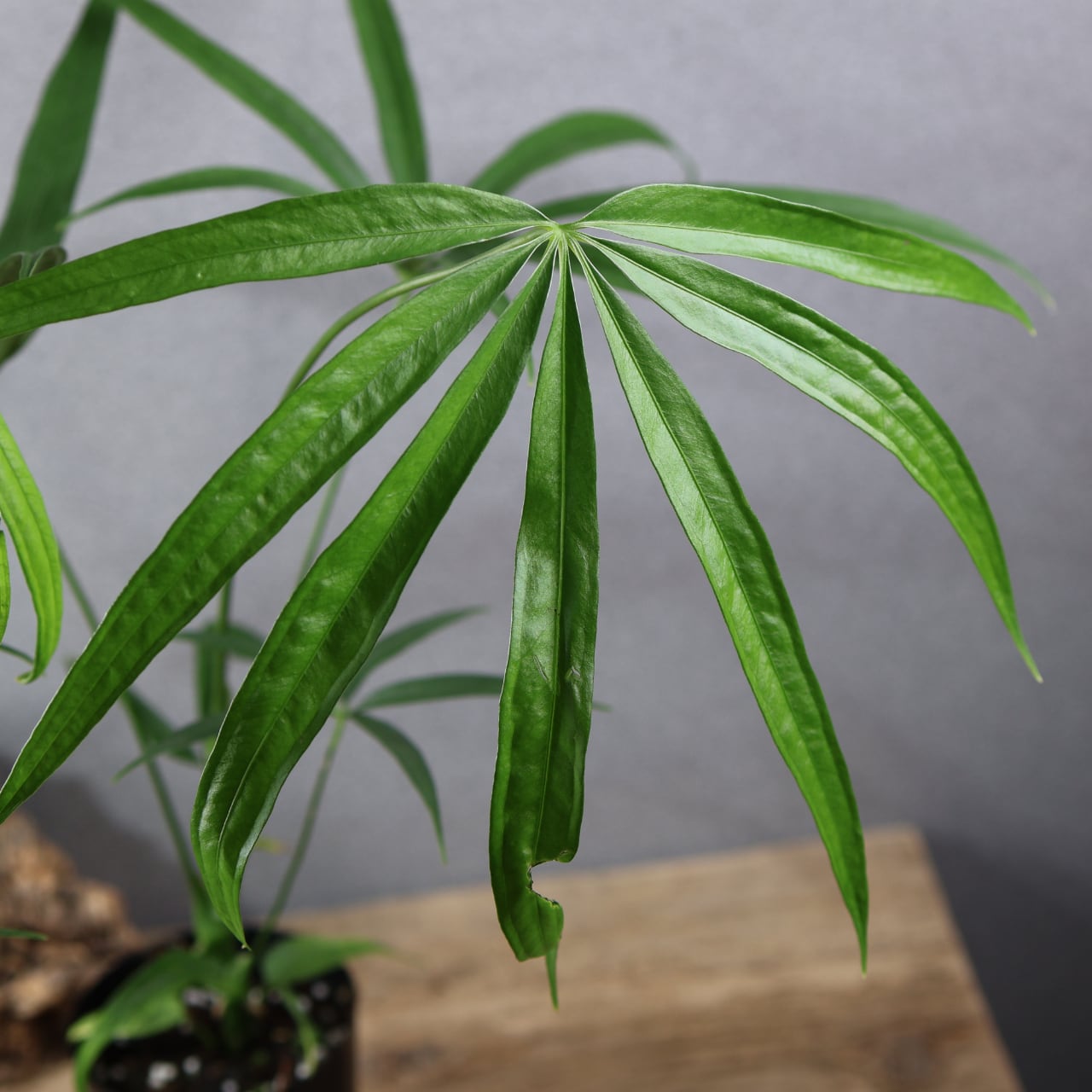 MARX PLANTS | 観葉植物・多肉植物・塊根植物