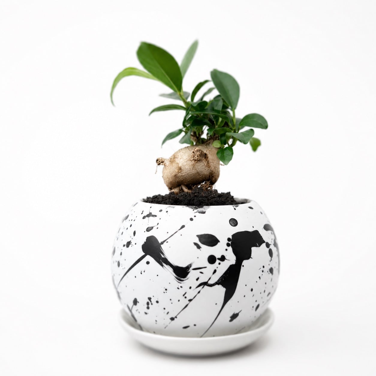 多幸の木」スプラッター柄の鉢に植えられたガジュマル | インテリア